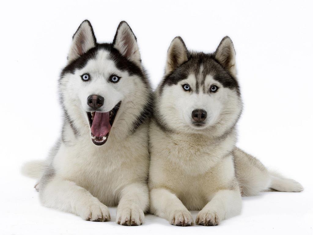 1030x770 White Siberian Husky Wallpaper, Desktop