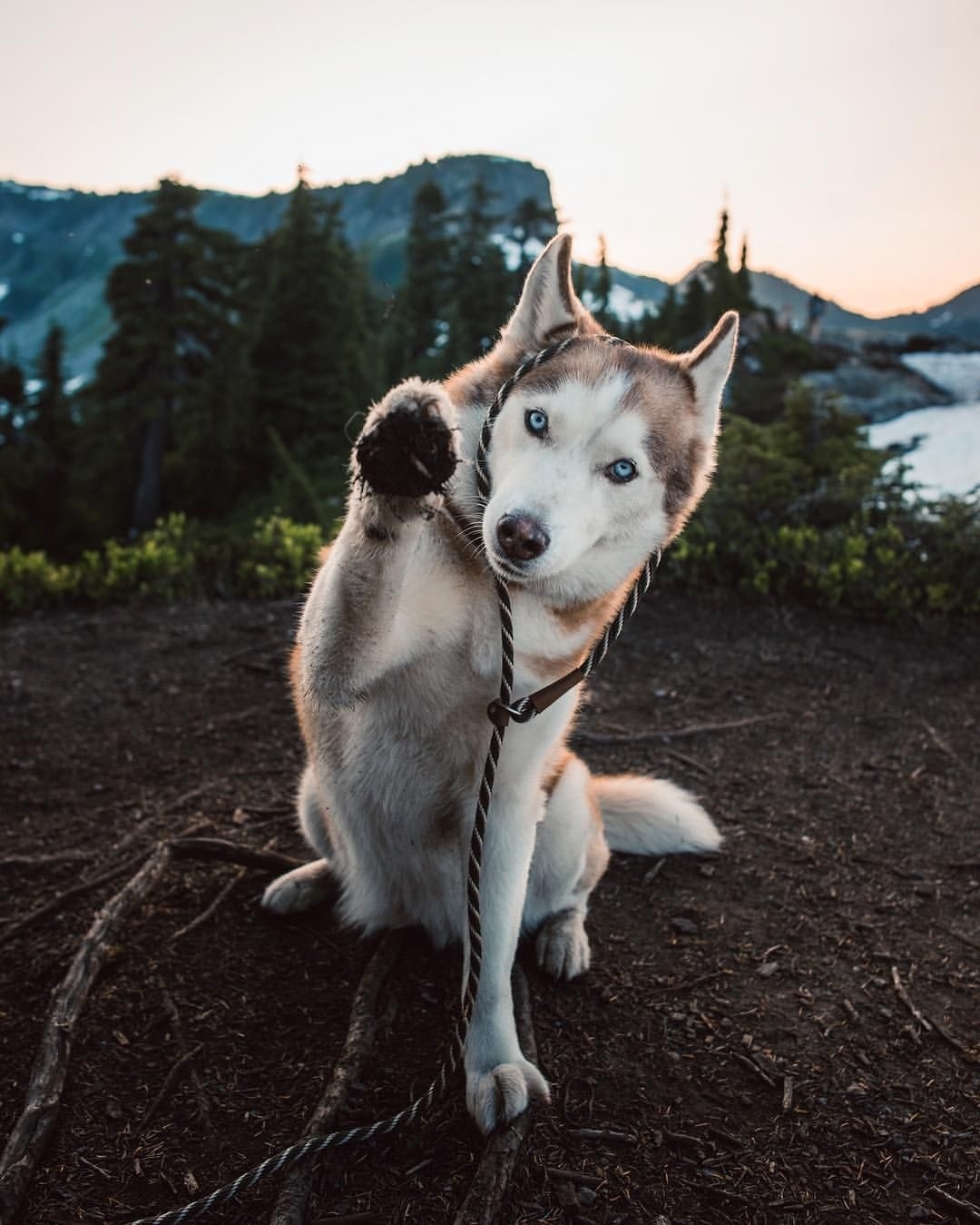 1080x1350 Cute husky Wallpaper Download, Phone