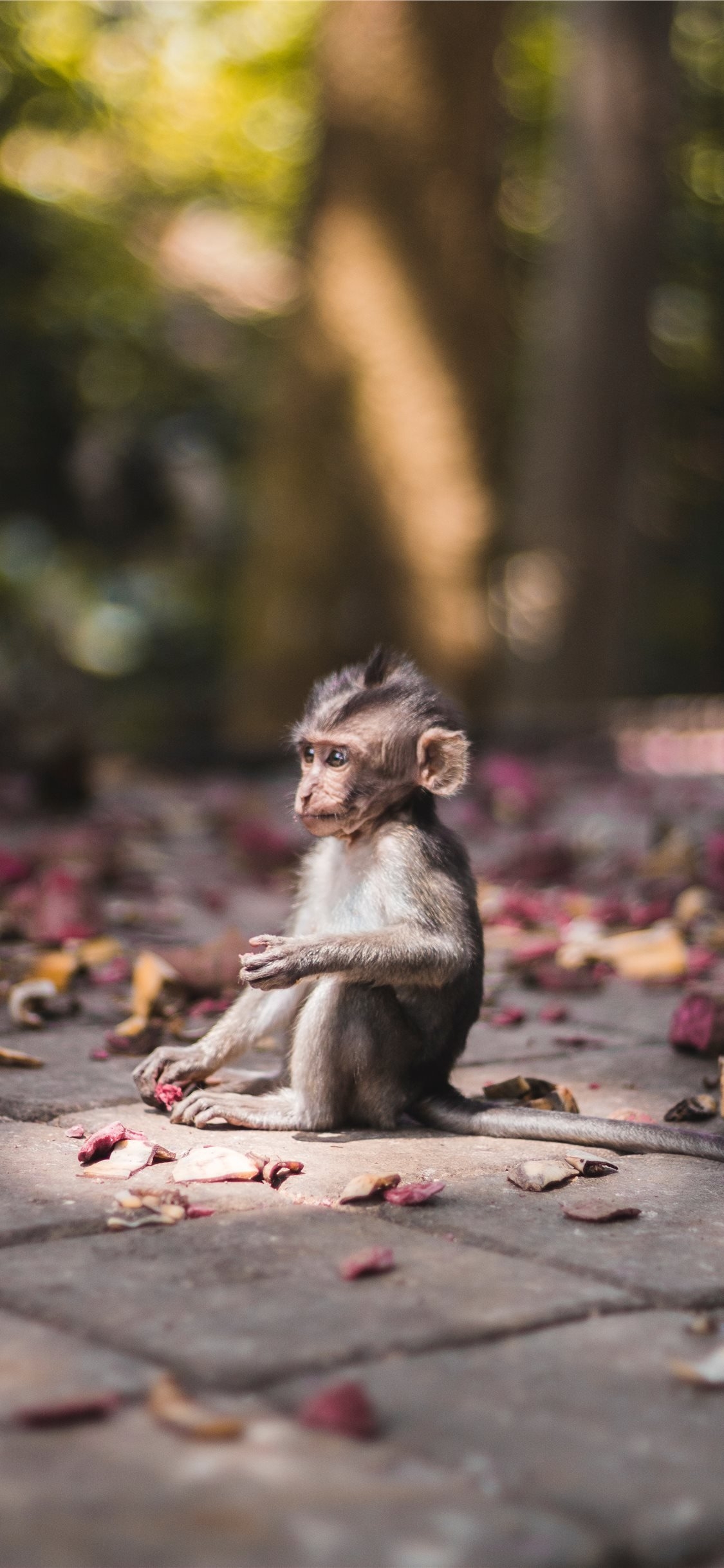 1130x2440 Cute monkey Wallpaper Download, Phone