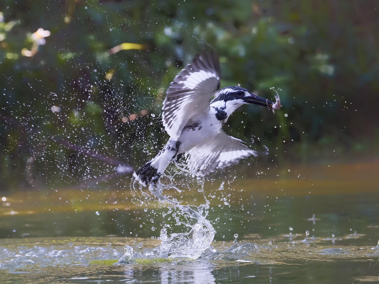 1600x1200 Real Fish Catcher Pied Kingfisher, Desktop