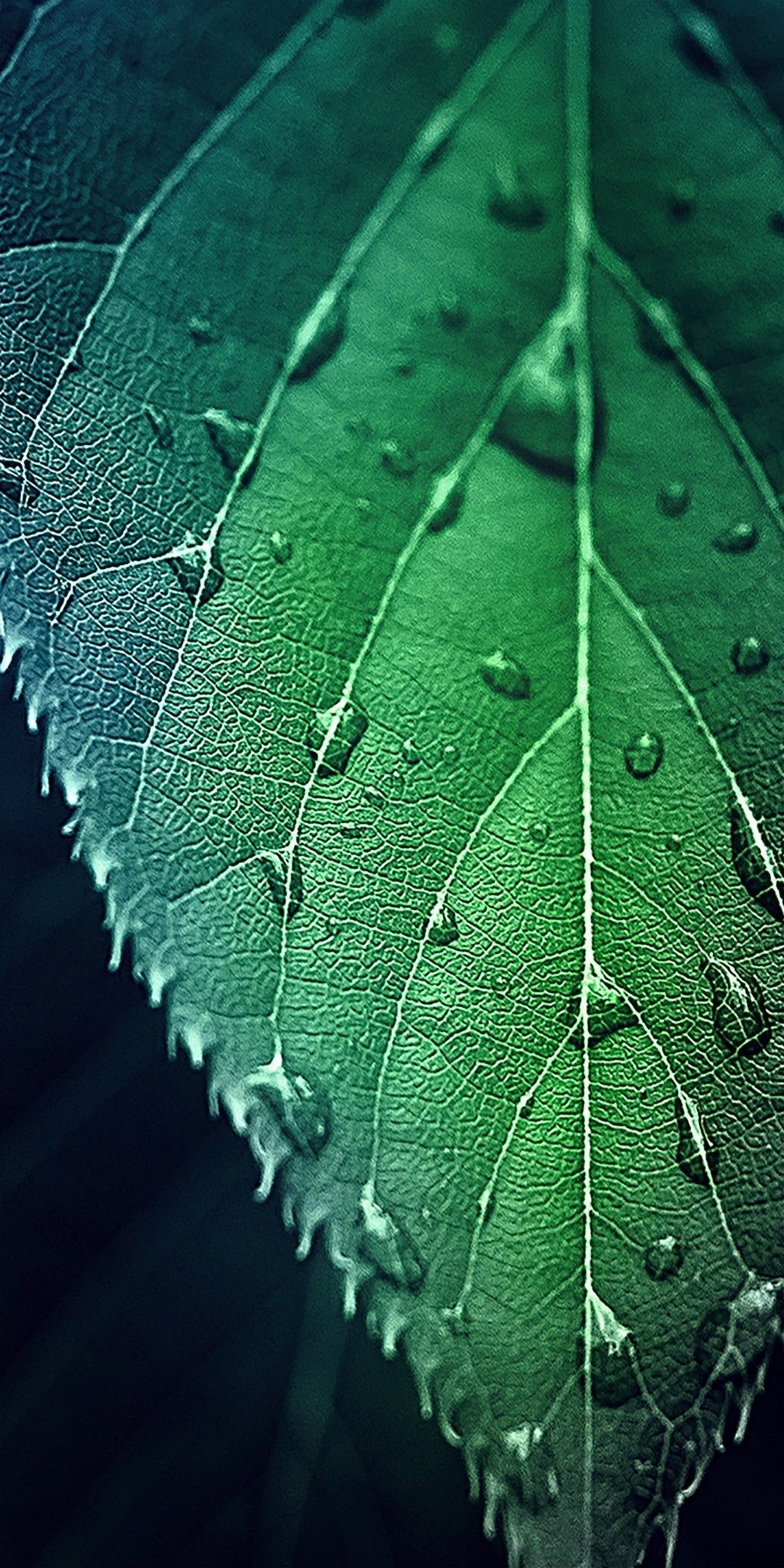 1080x2160 Hd leaf. New nature wallpaper, Leaf photography, Phone wallpaper, Phone