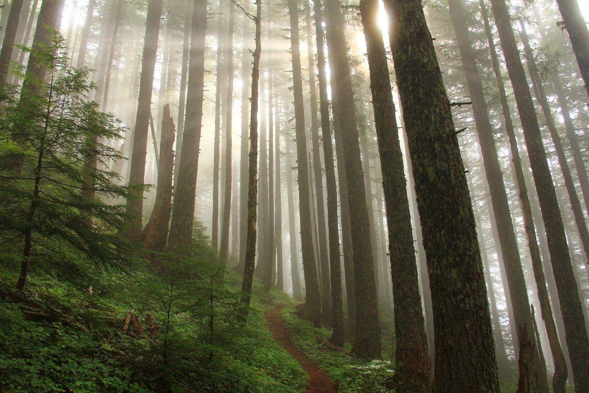 1200x800 Sunlight streams through a misty forest of tall, thin trees with a, Desktop