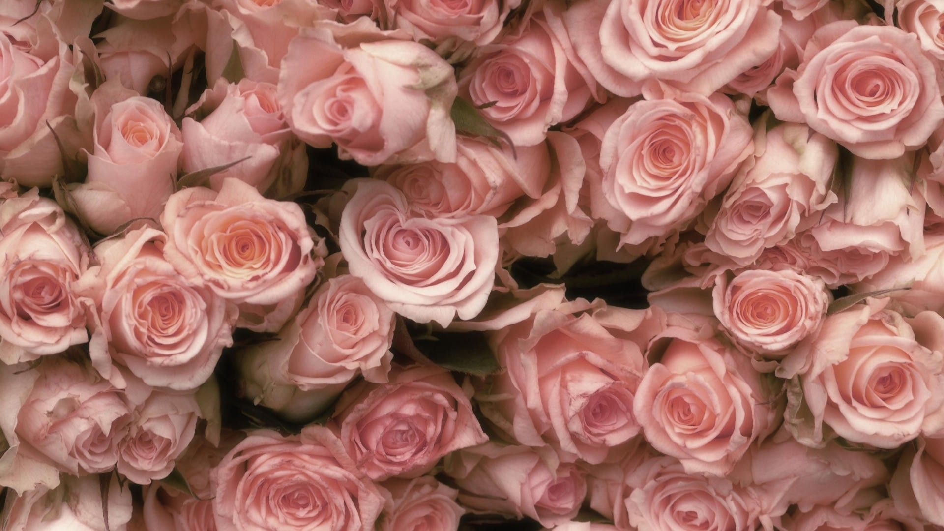 1920x1080 Pale Pink Rose Desktop Wallpaper, Desktop