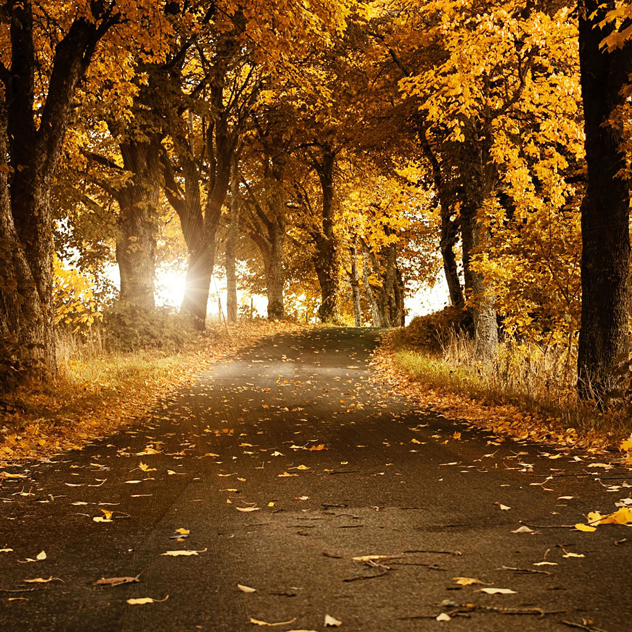 2050x2050 Fall iPad Wallpaper, Phone