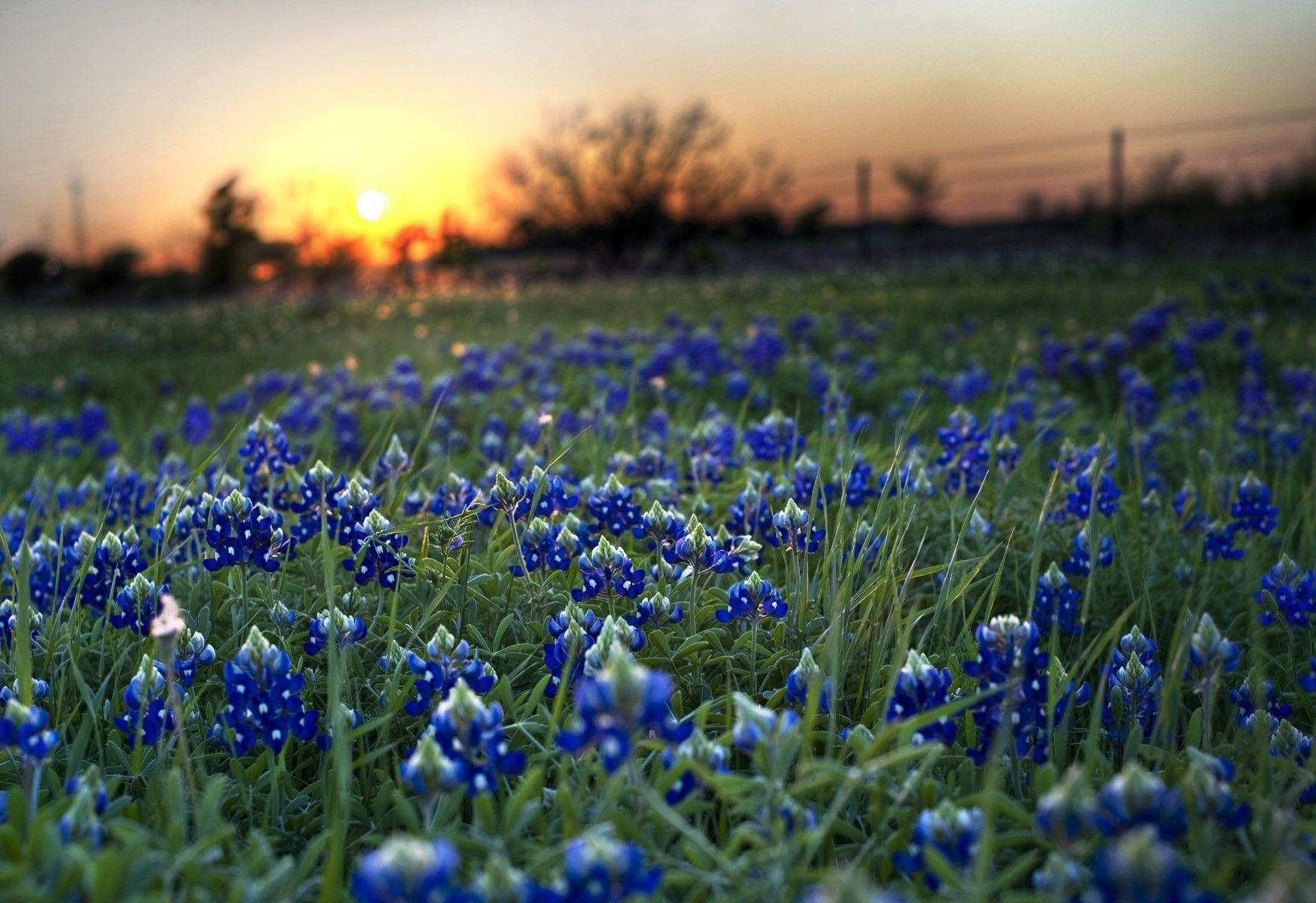 1750x1200 image For > Bluebonnets Wallpaper, Desktop