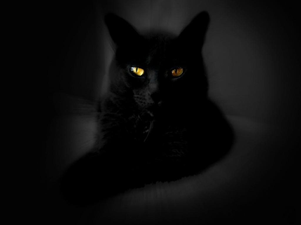 1030x770 Free Wallpaper Black Cat, Desktop