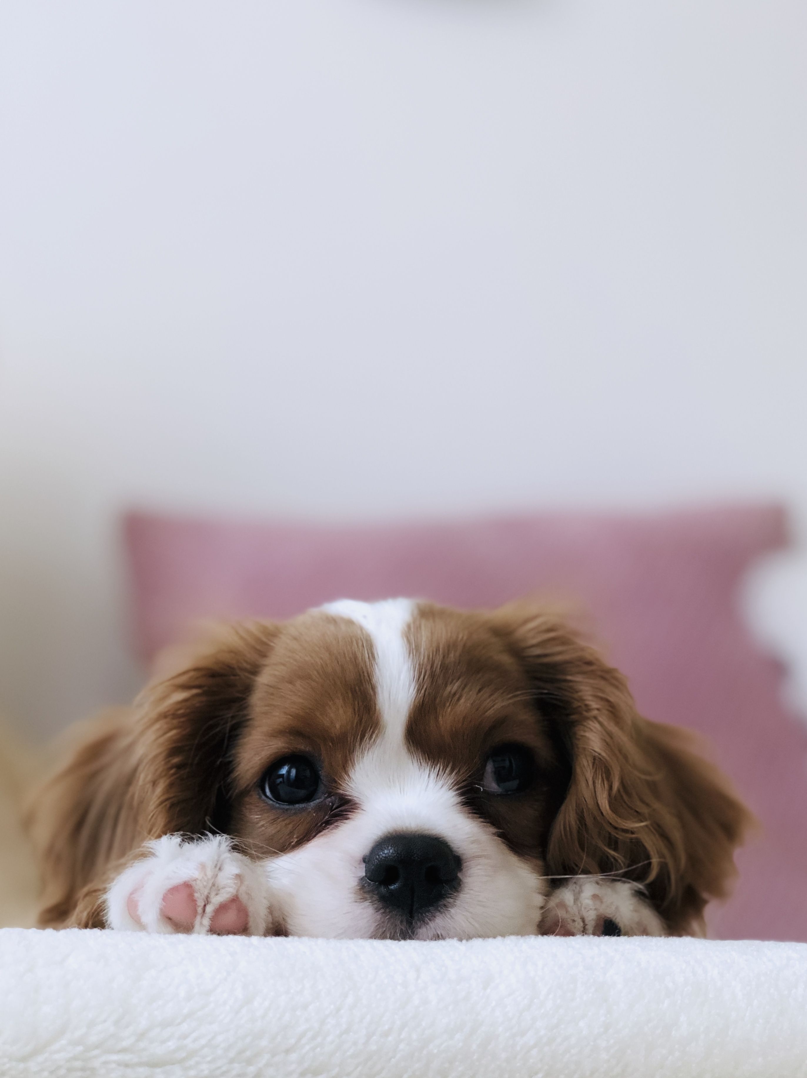 2750x3670 Puppy Wallpaper: Free HD Download [HQ], Phone