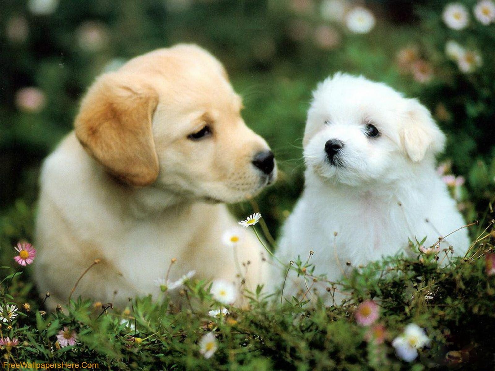 1600x1200 Dog Wallpaper Puppy, Desktop