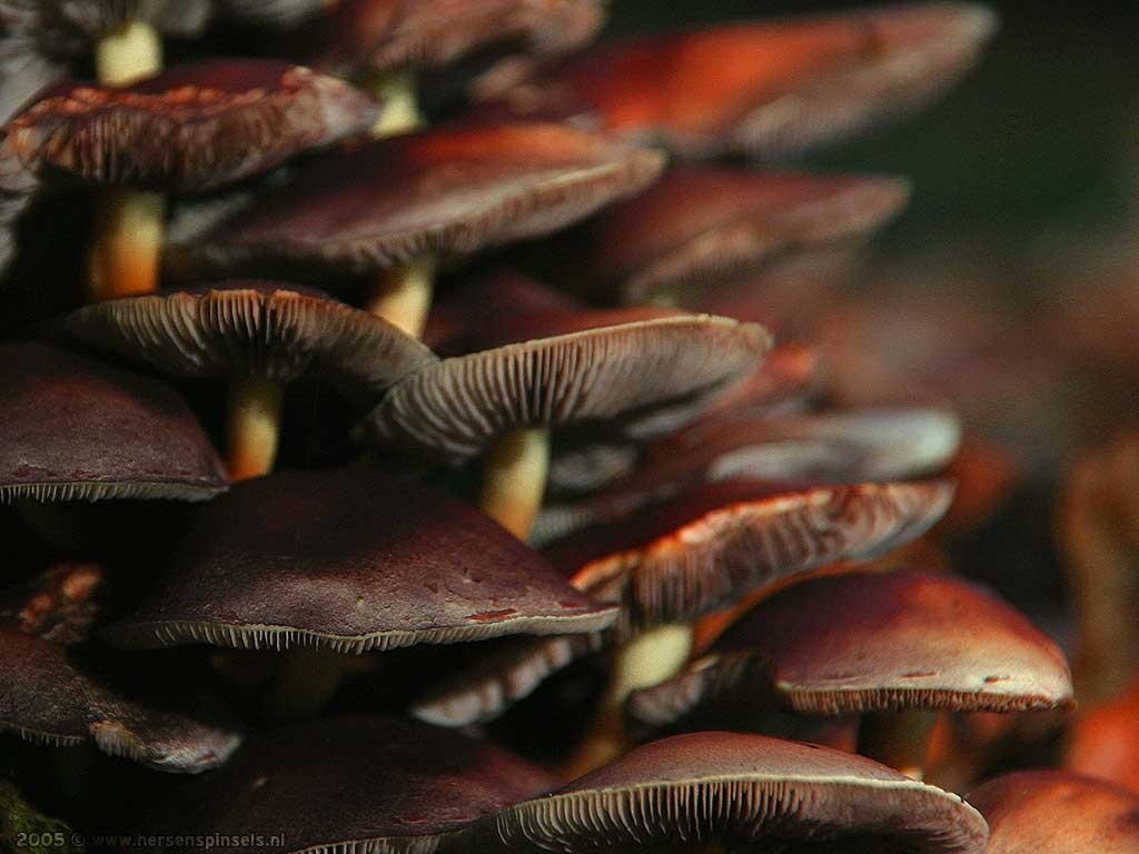 1030x770 Wallpaper: 'Mushrooms' autumn mushrooms on a tree trunk, Desktop