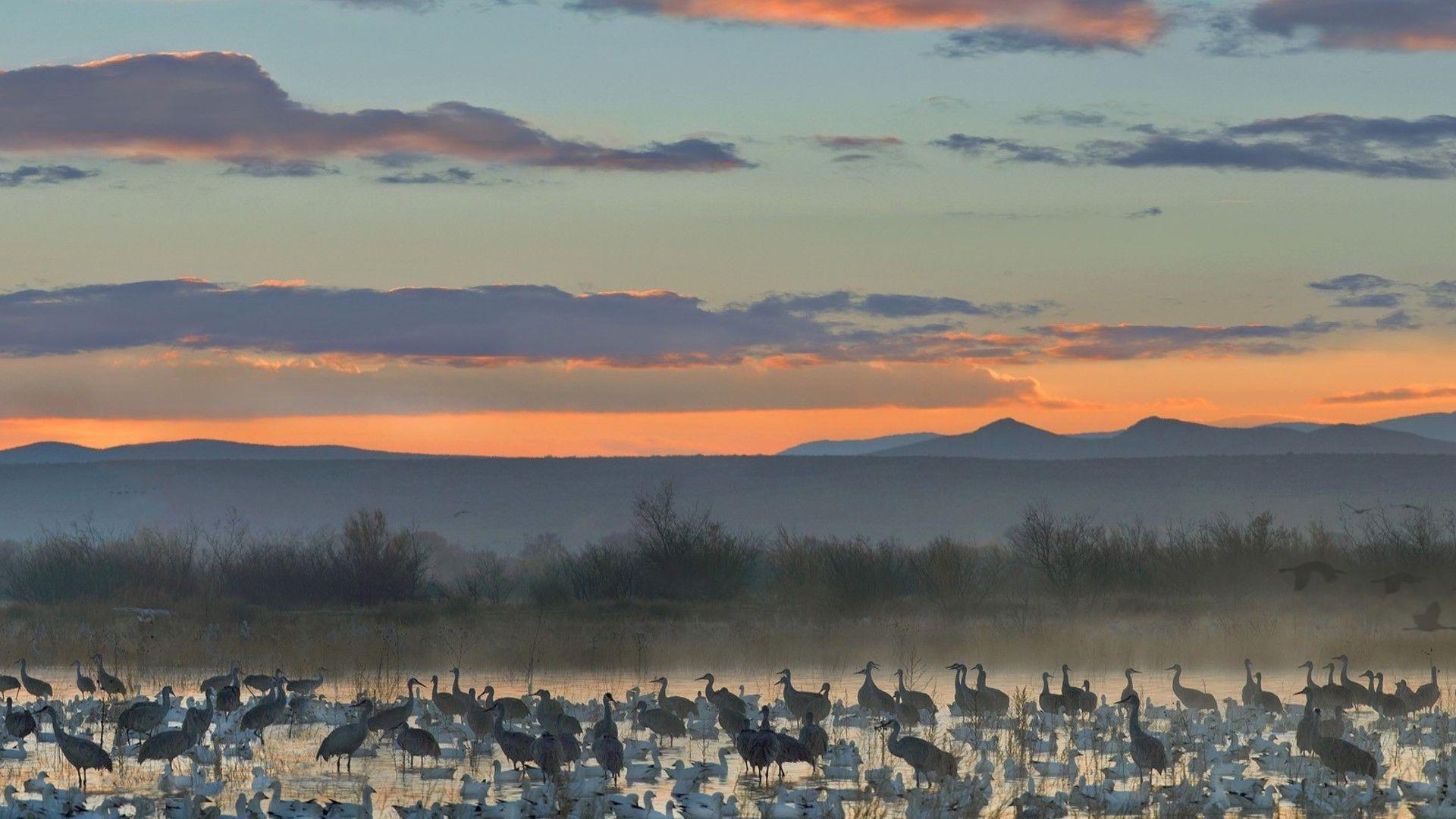 1920x1080 Apache wildlife national cranes new mexico geese wallpaper, Desktop