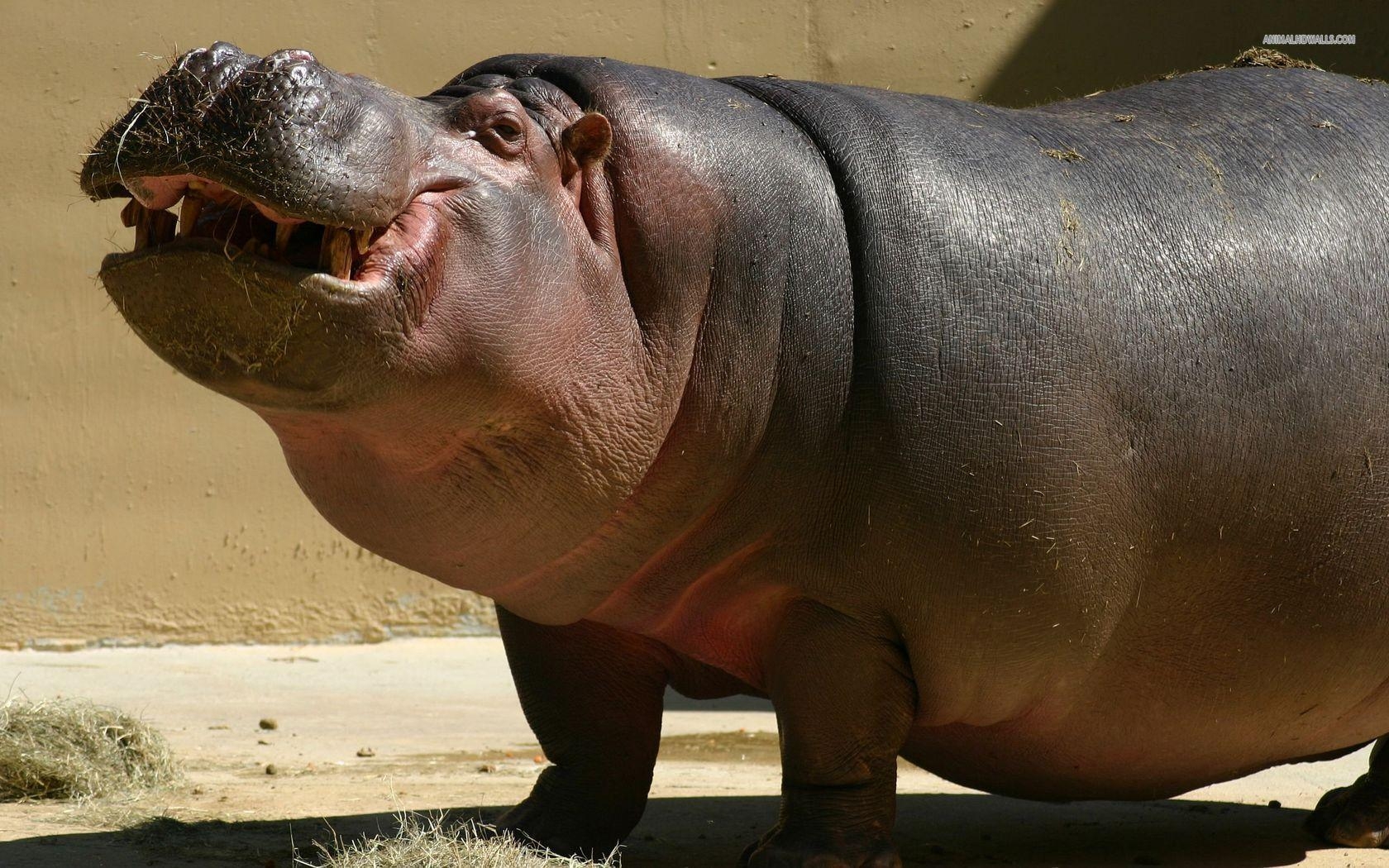 1680x1050 Hippopotamus HD Desktop Wallpaper  (330.47 KB), Desktop