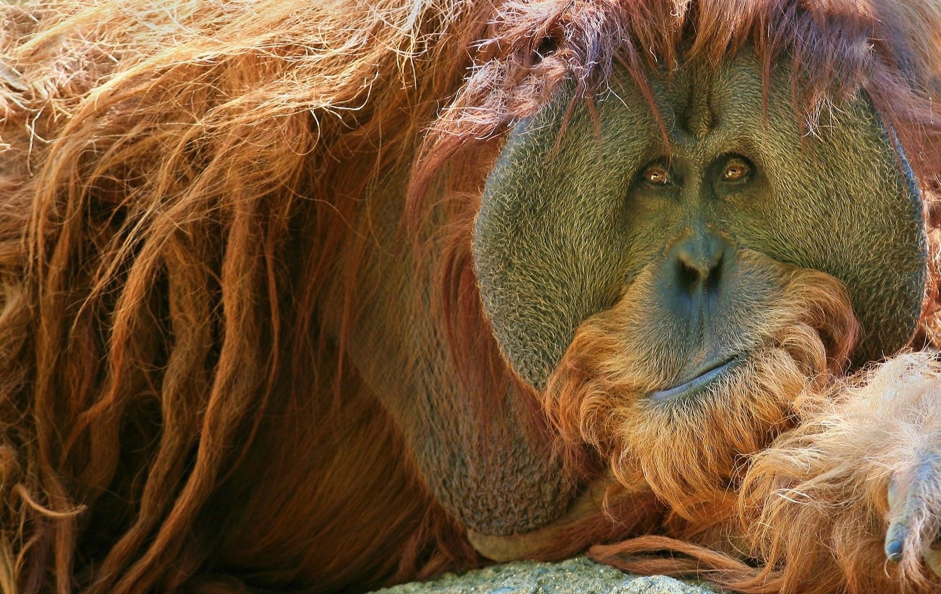 1900x1200 Orangutan HD Wallpaperwallpaper.net, Desktop