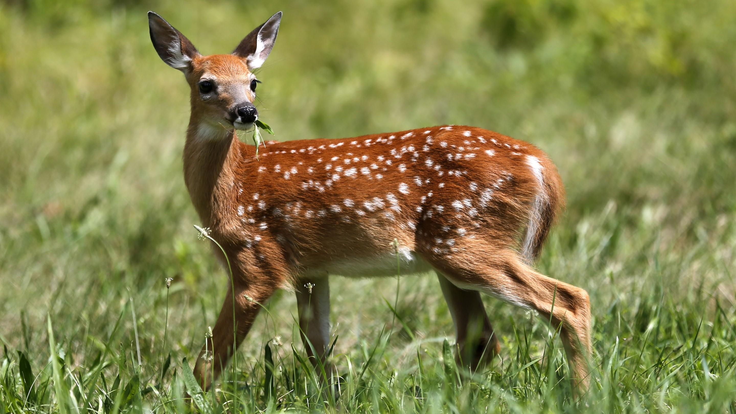 2880x1620 Cute Baby Chital Deer in Green Grass 3K Wallpaper. HD, Desktop