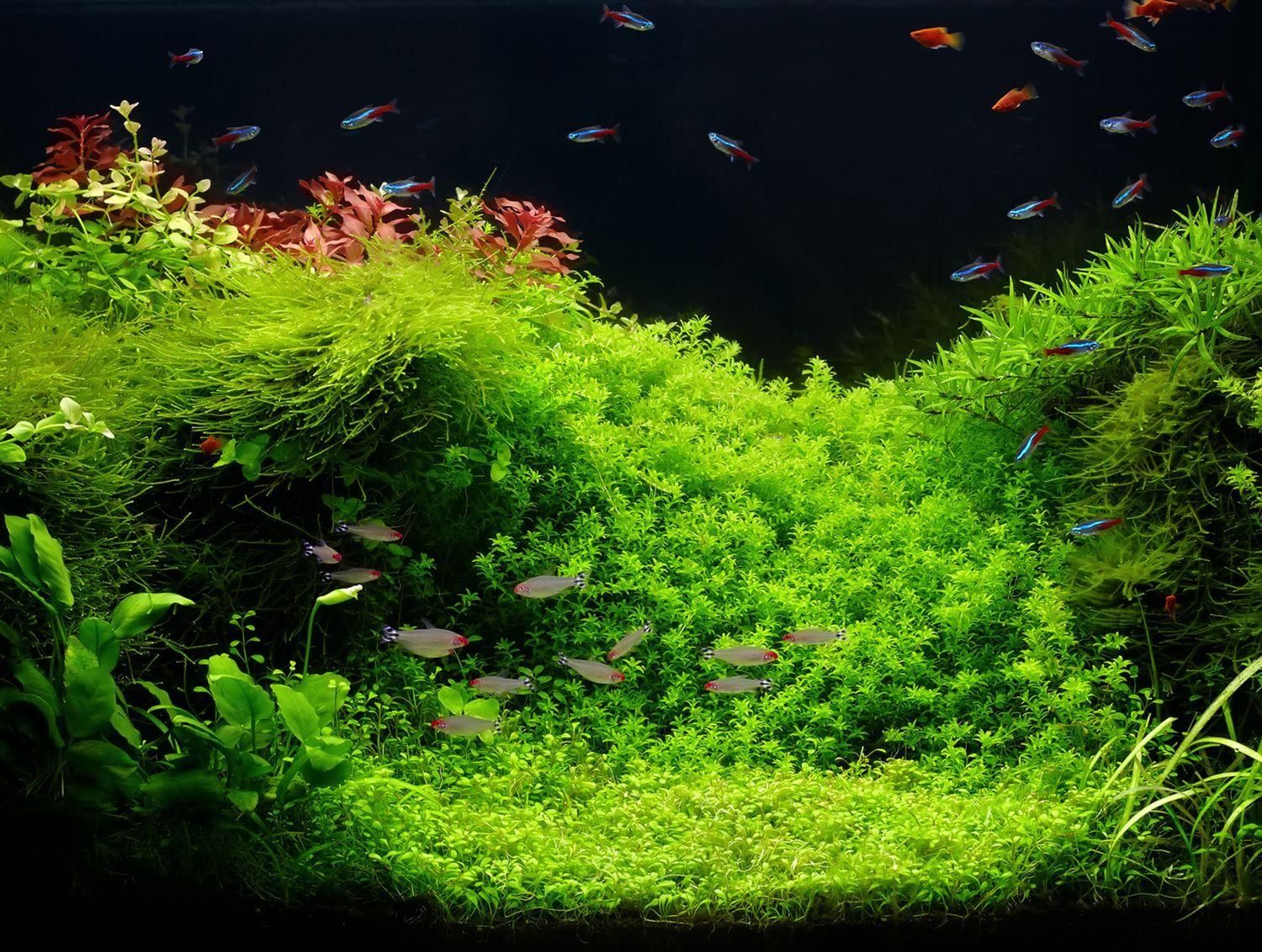 1500x1140 High quality image for 60l aquascape 39desktop3.gq, Desktop