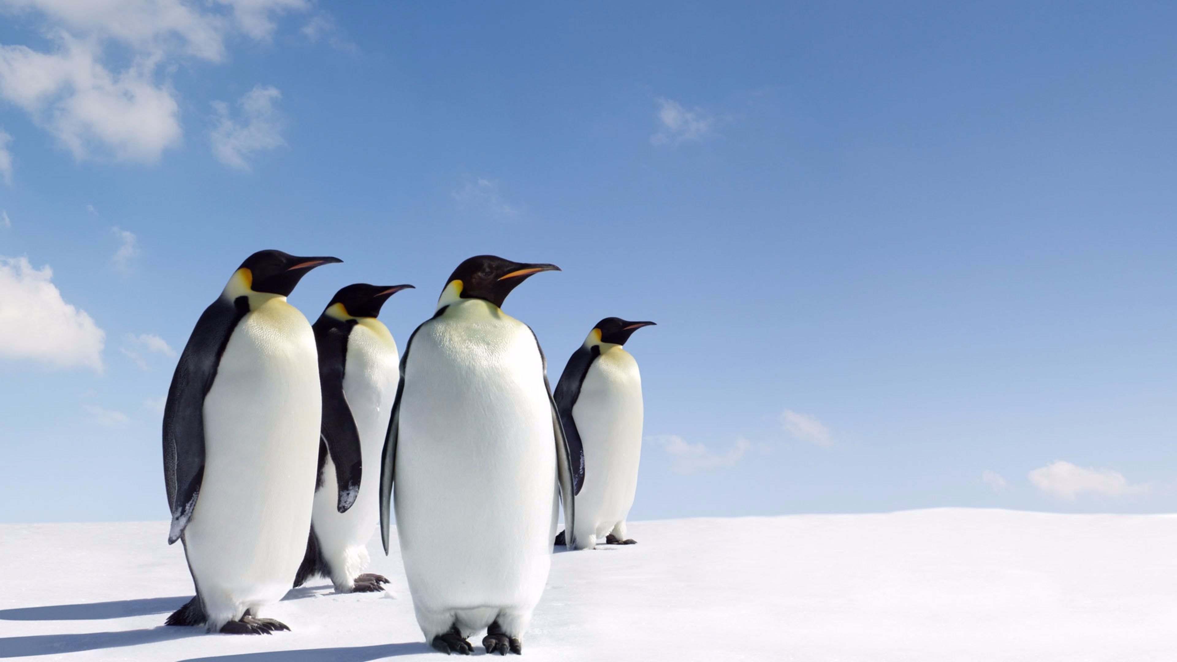 3840x2160 Sun Bathing Penguin 4K wallpaper, Desktop