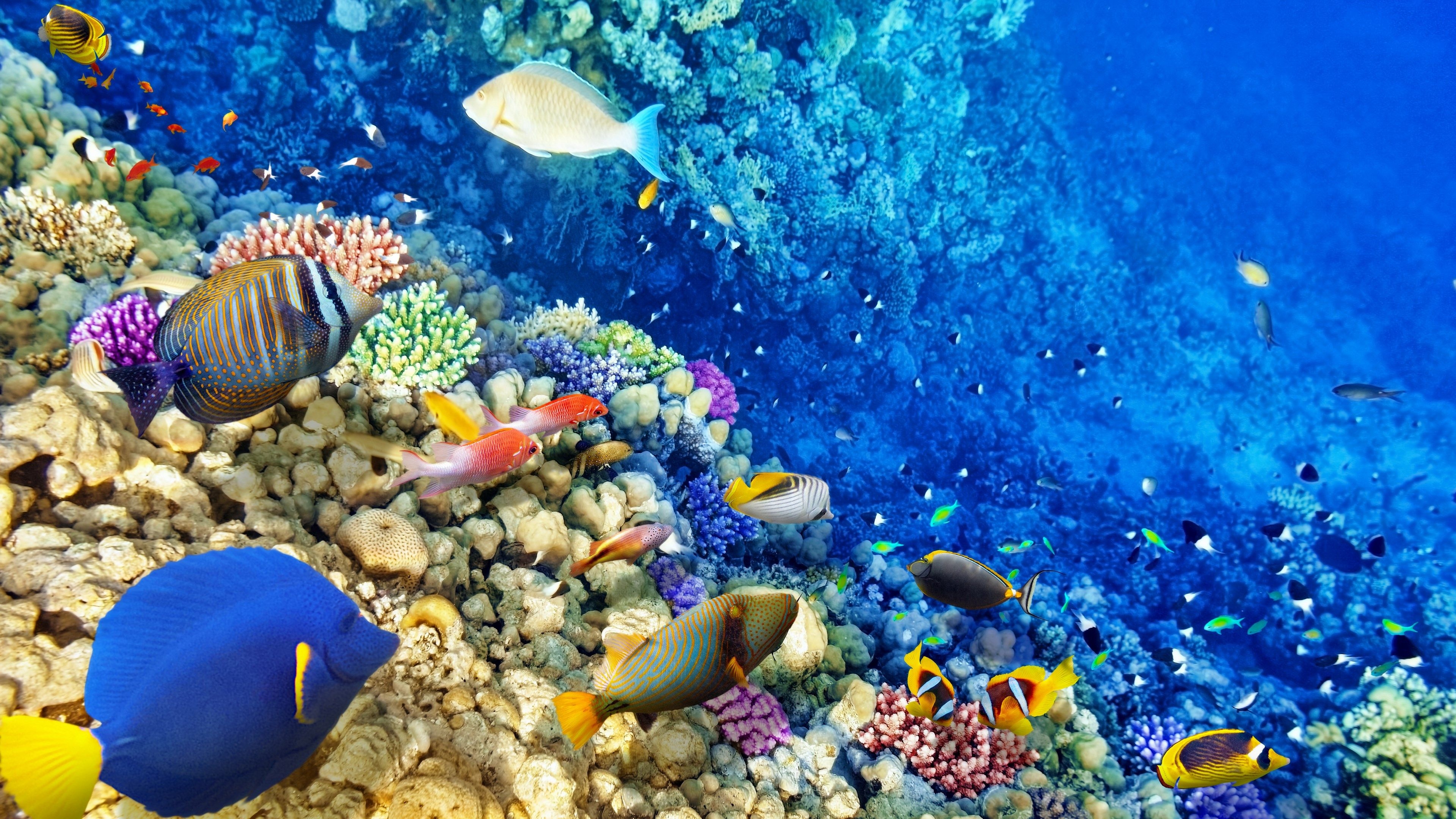 3840x2160 Beautiful coral reef wallpaper, coral reef deskto Collections, Desktop