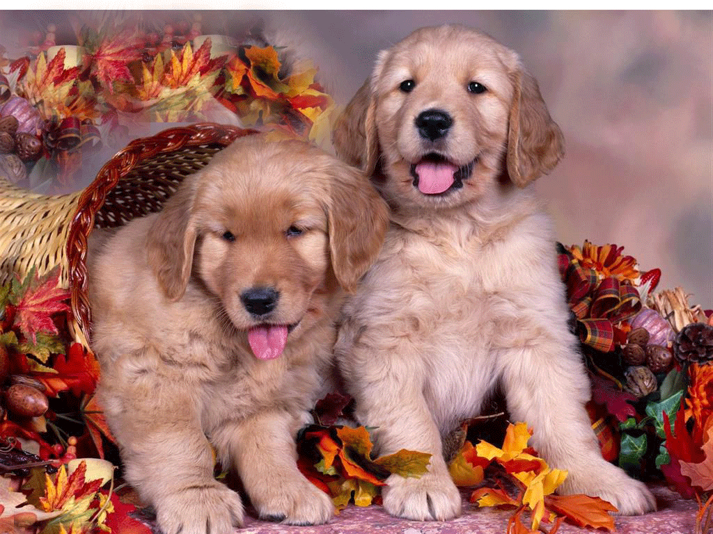 1030x770 Cute Thanksgiving Wallpaper, Desktop