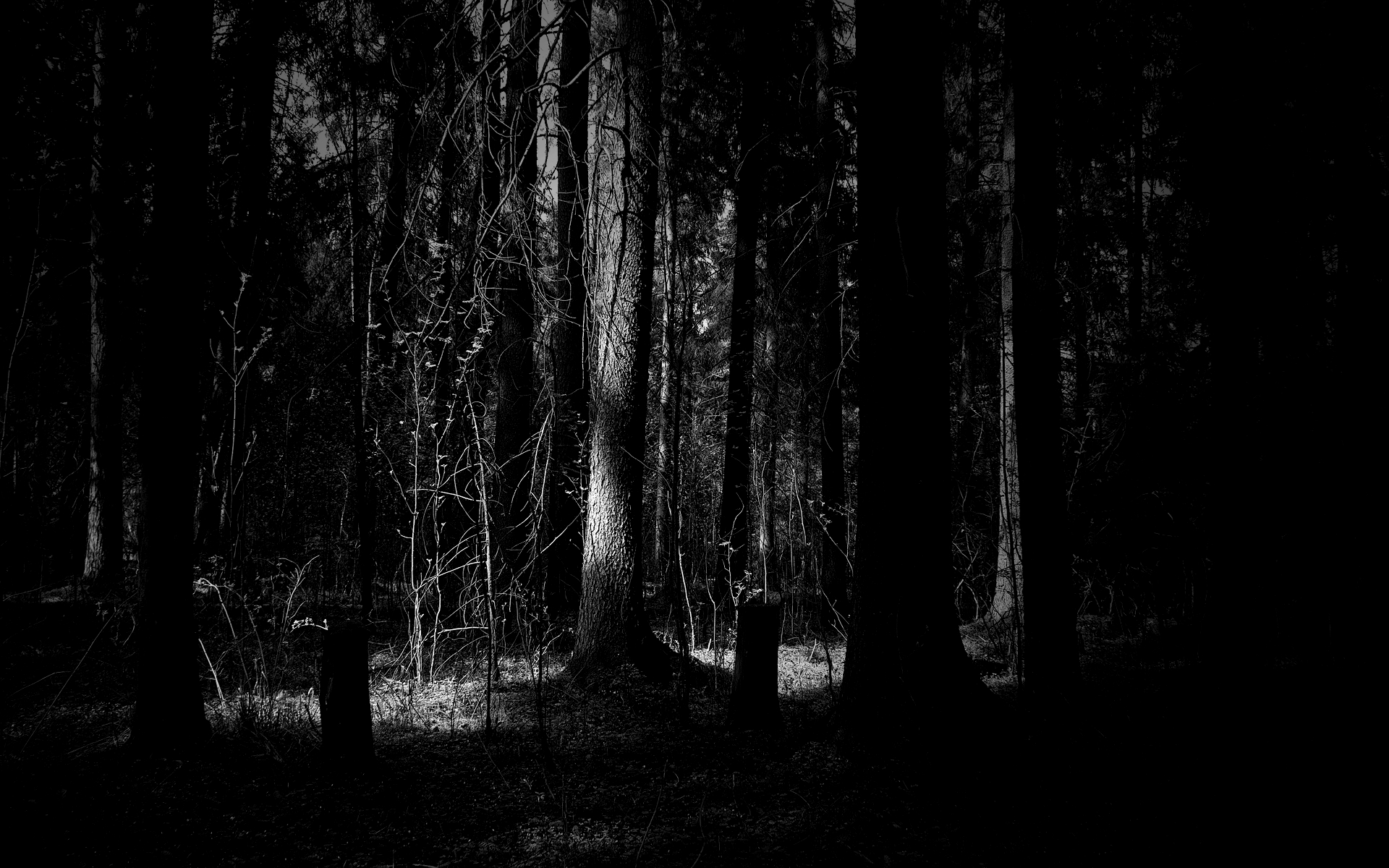 1920x1200 trees, dark, forest, grayscale, sunlight, monochrome wallpaper, Desktop