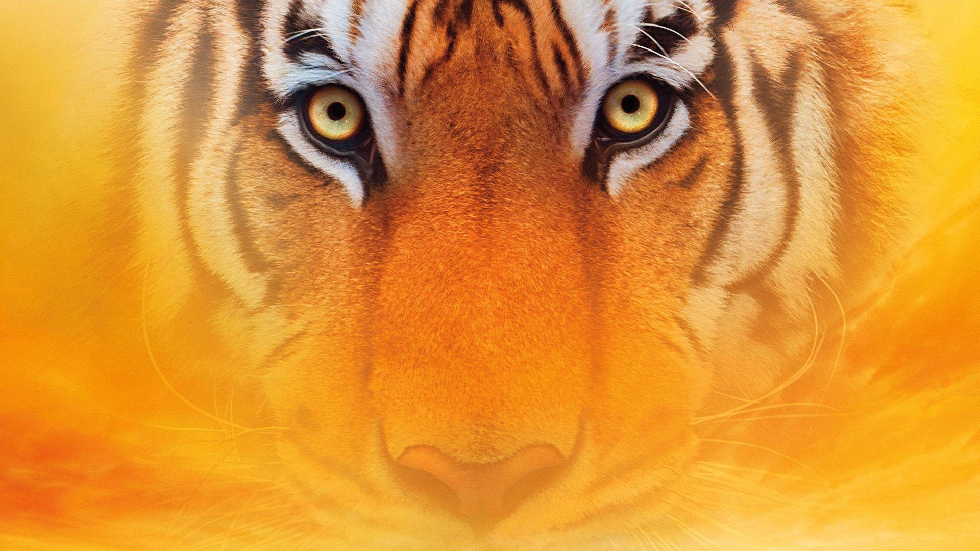 1920x1080 LIFE OF PI Tiger Tigers F Wallpaperx1080, Desktop