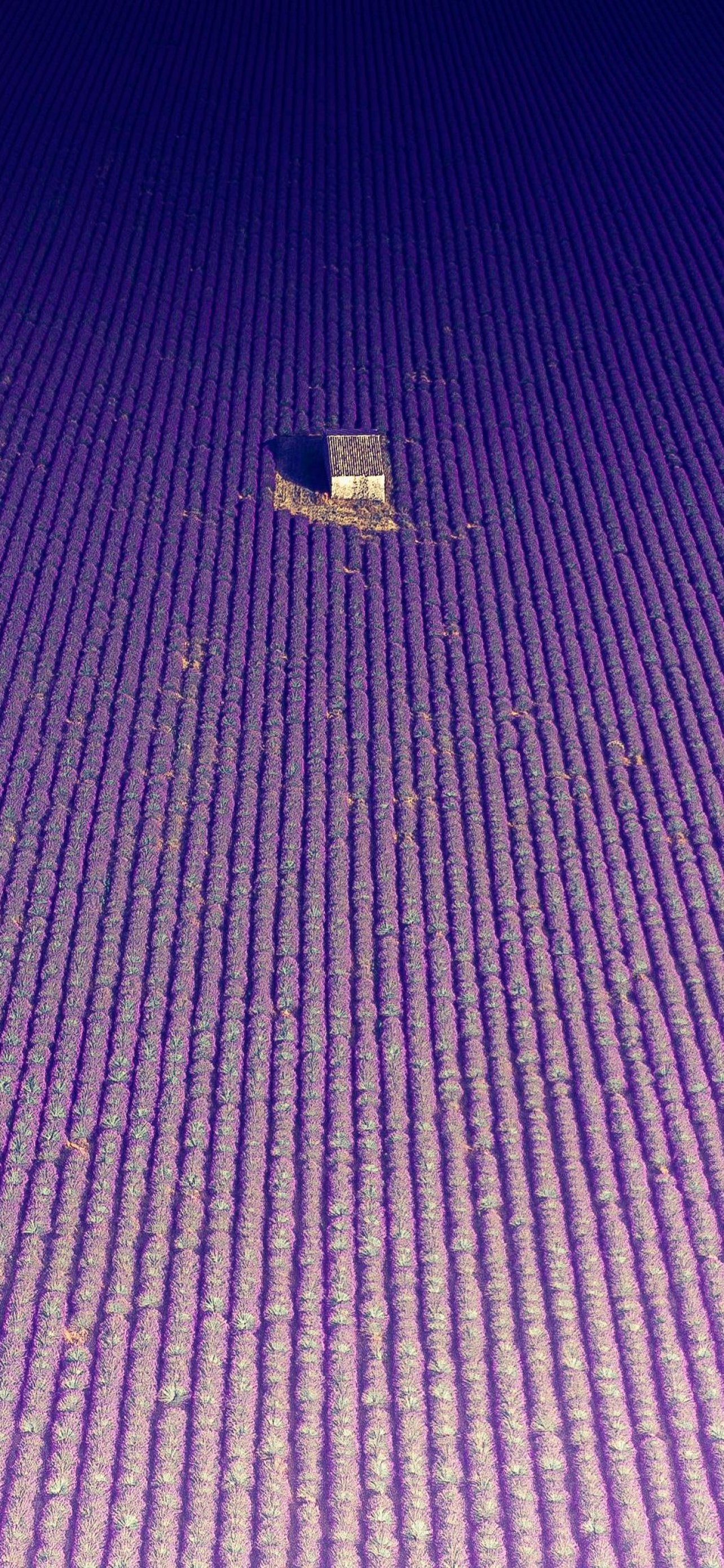 1290x2780 Lavender fields Wallpaper 4K, Abandoned house, Aerial view, Drone photo, Nature, Phone