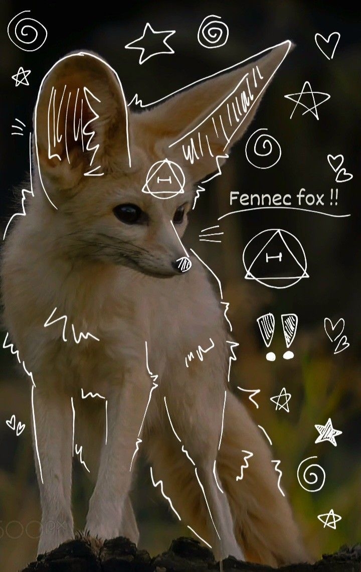 720x1140 fennec fox therian thing, Phone