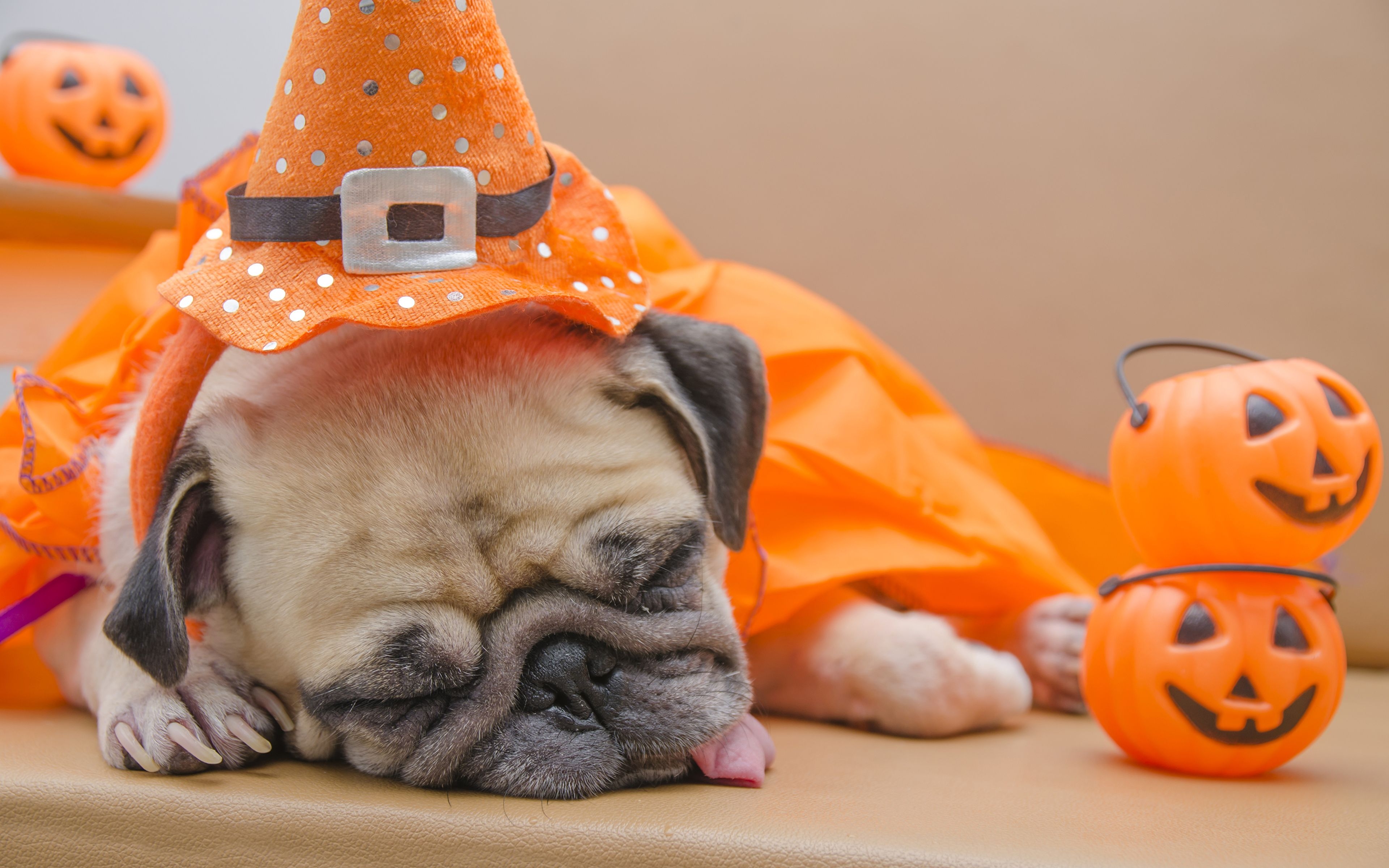 3840x2400 Photo Pug dog Pumpkin sleeping Halloween Animals, Desktop