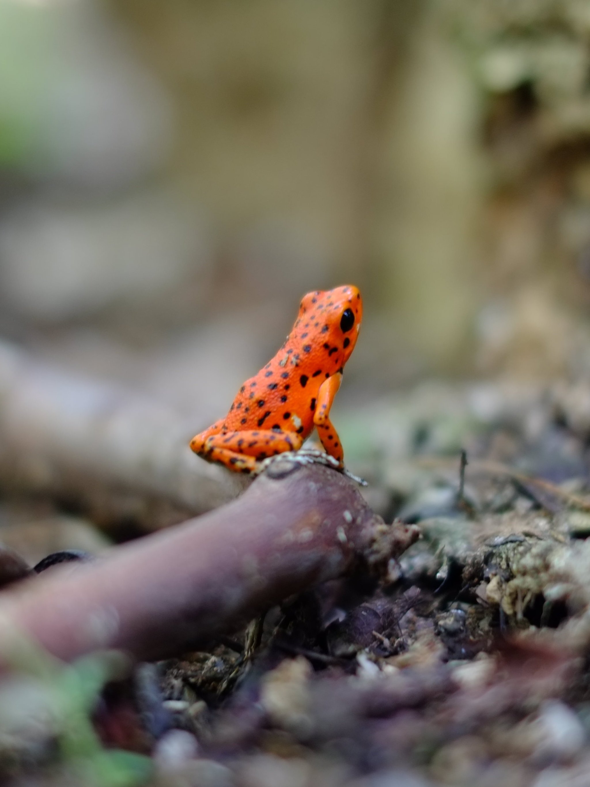 2050x2740 Orange Frog Wallpaper, Android & Desktop Background, Phone