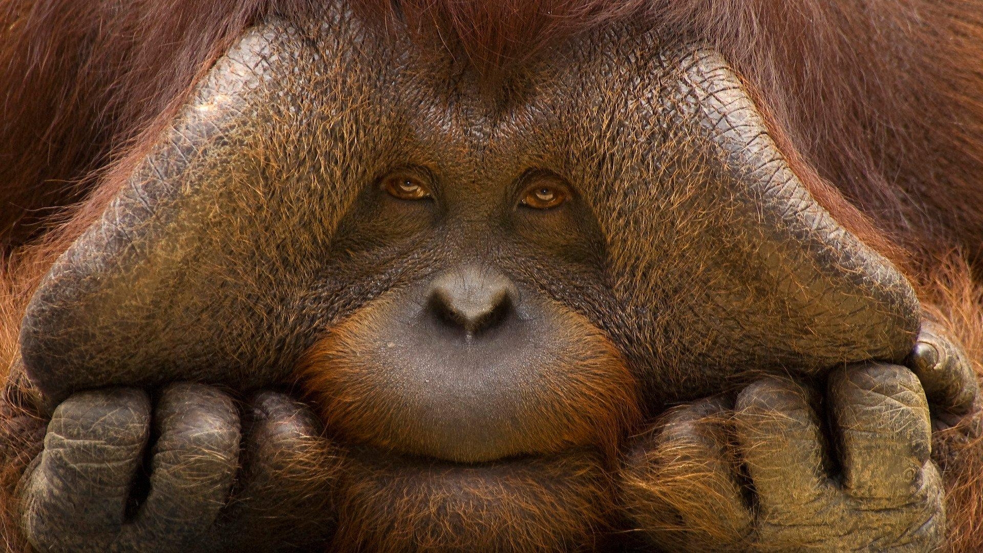 1920x1080 Orangutan Wallpaper 9 X 1080, Desktop