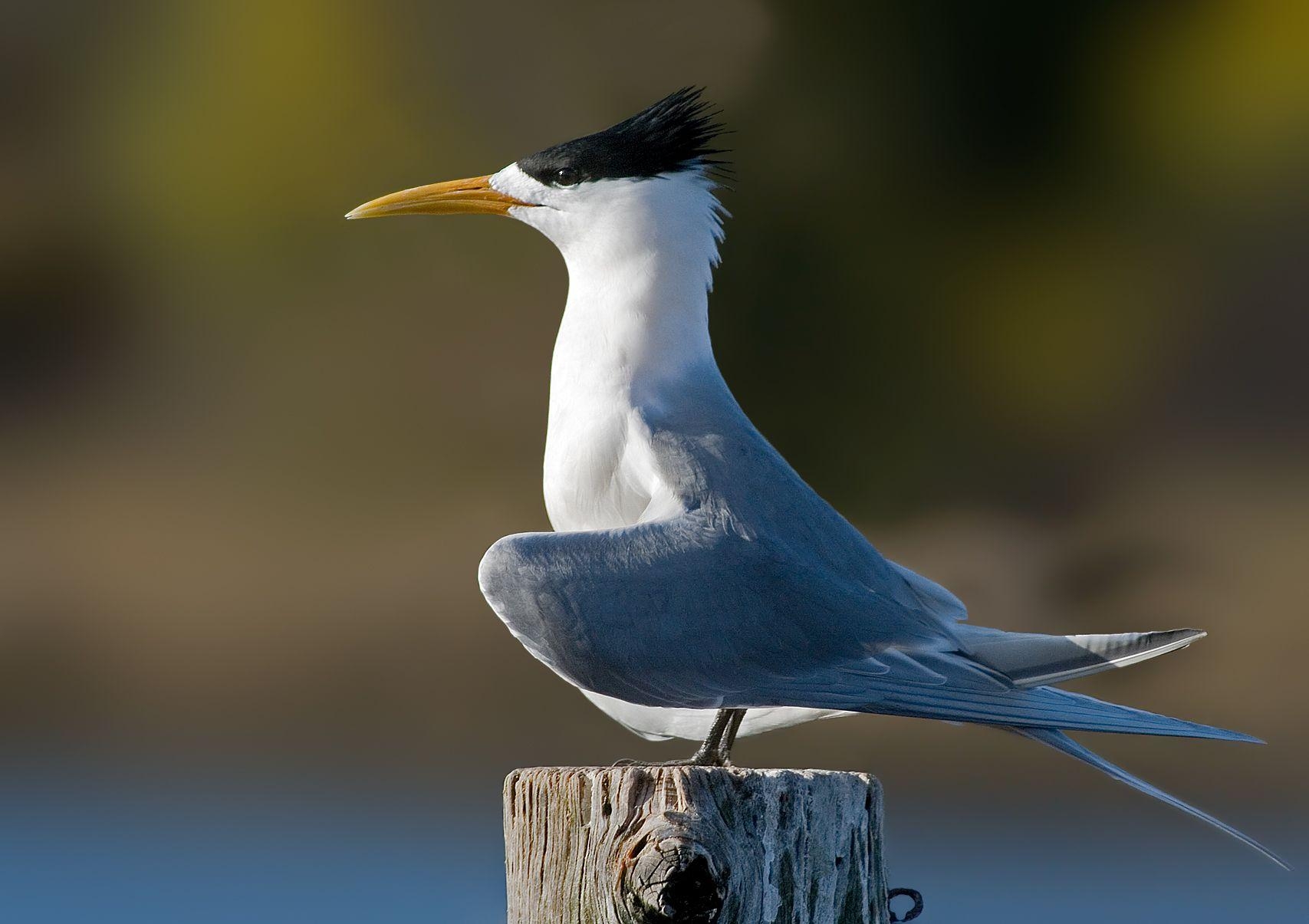 1710x1210 Greater crested tern, the free encyclopedia, Desktop