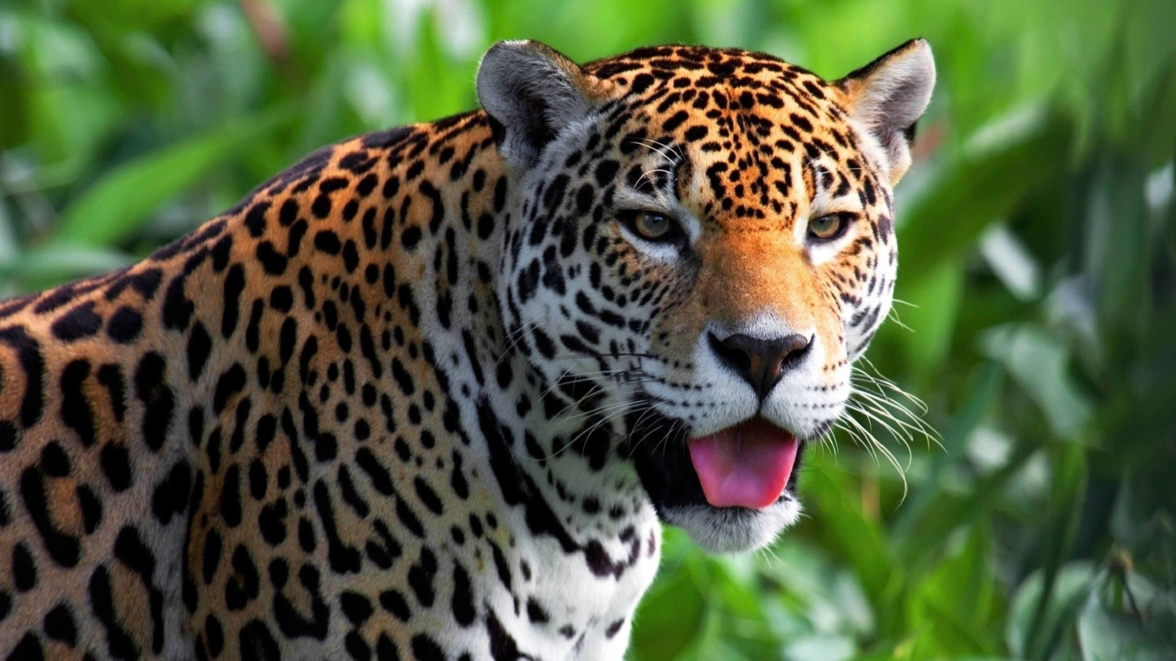 3840x2160 Jaguar 4K Wallpaper Free Jaguar 4K Background, Desktop