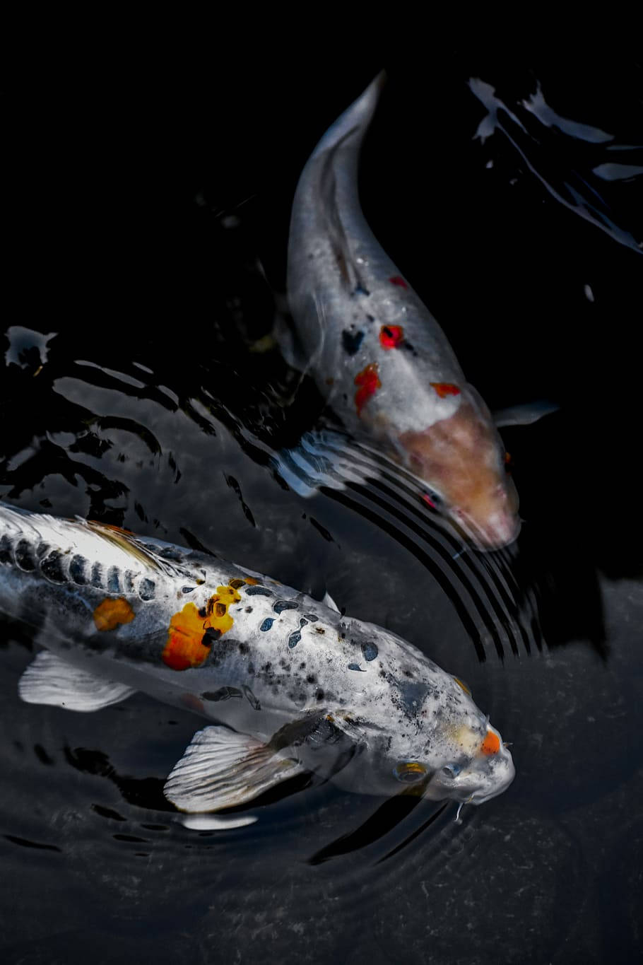 910x1370 White Koi Fish iPhone Wallpaper, Phone