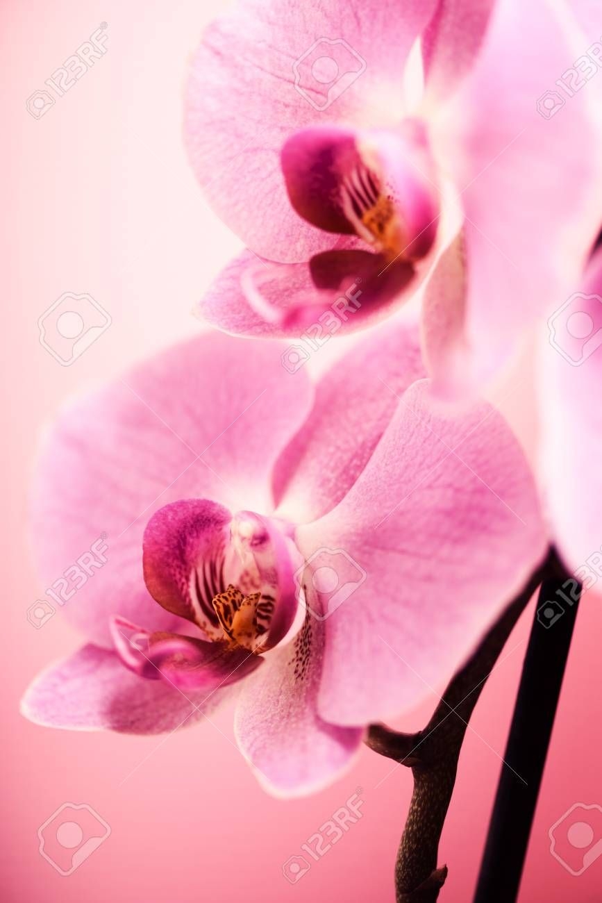 870x1300 Dark Pink Wallpaper image. Pink Wallpaper!. Orchid. Pink, Phone