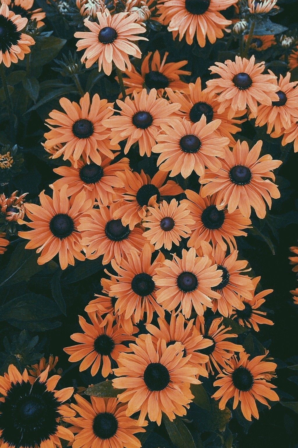 1030x1540 Pretty Flowers iPhone Wallpaper Free Pretty Flowers iPhone Background, Phone