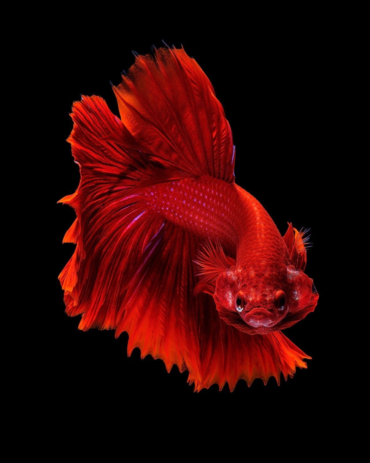 1280x1600 Pin oleh Franz Ritama di Betta fish Oo゜. Ikan cupang, Ikan, Phone