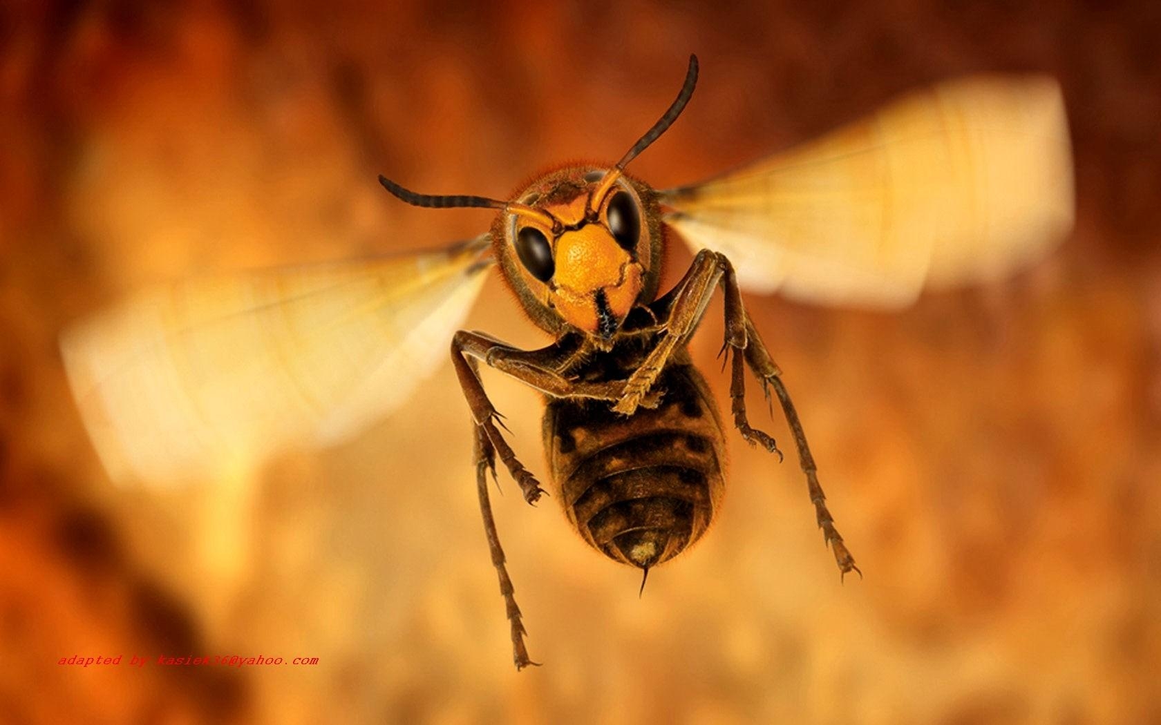 1680x1050 Wasp Insect Close Up HD Wallpaper, Desktop