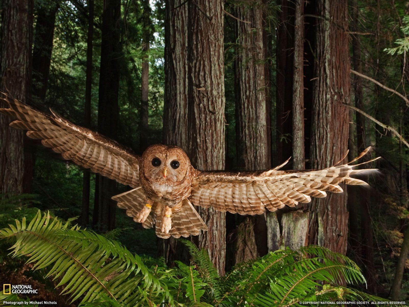 1600x1200 Northern Spotted Owl Photo, Redwood Forest Picture, Desktop