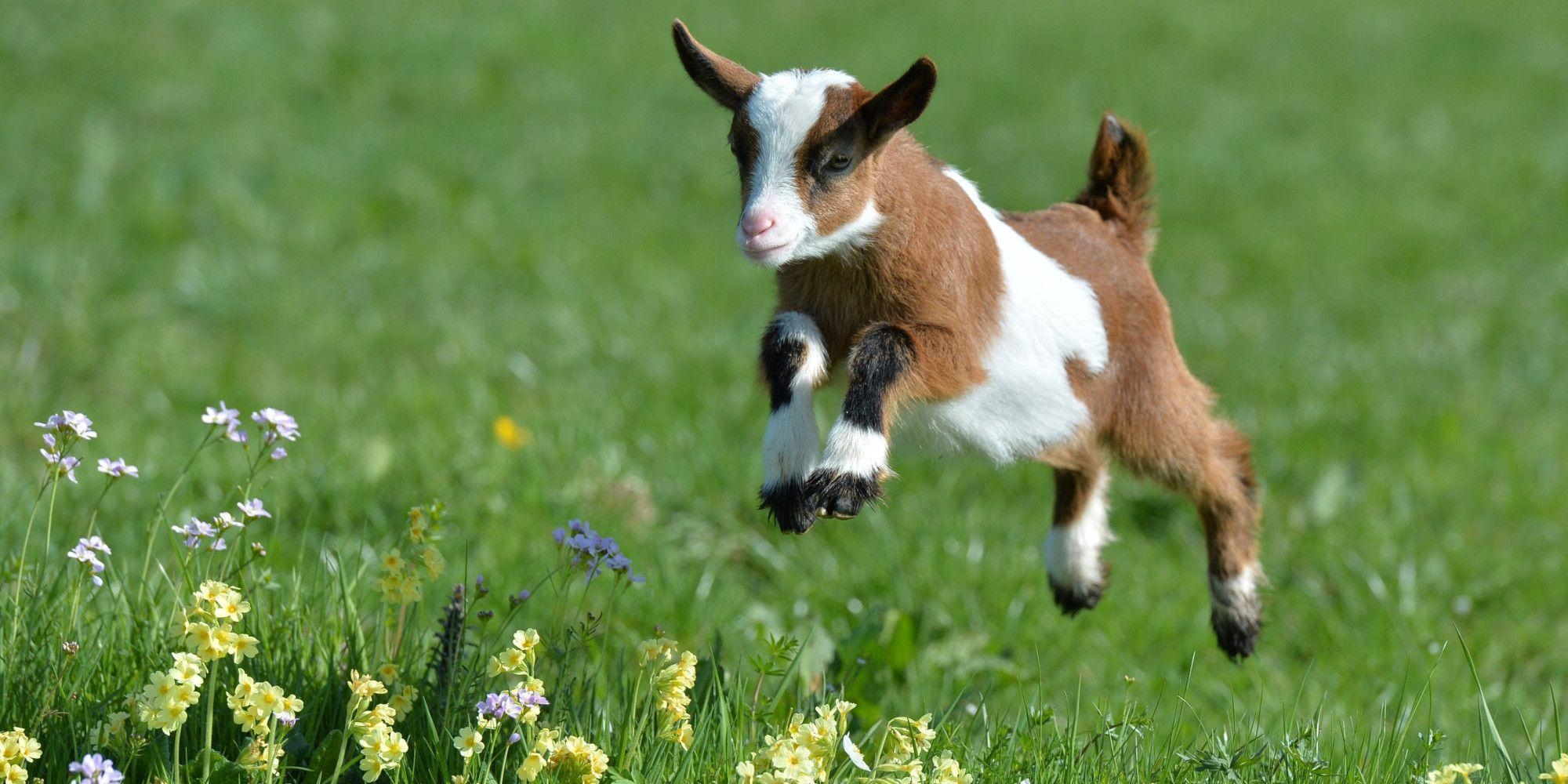 2000x1000 Baby goat wallpaper, Dual Screen