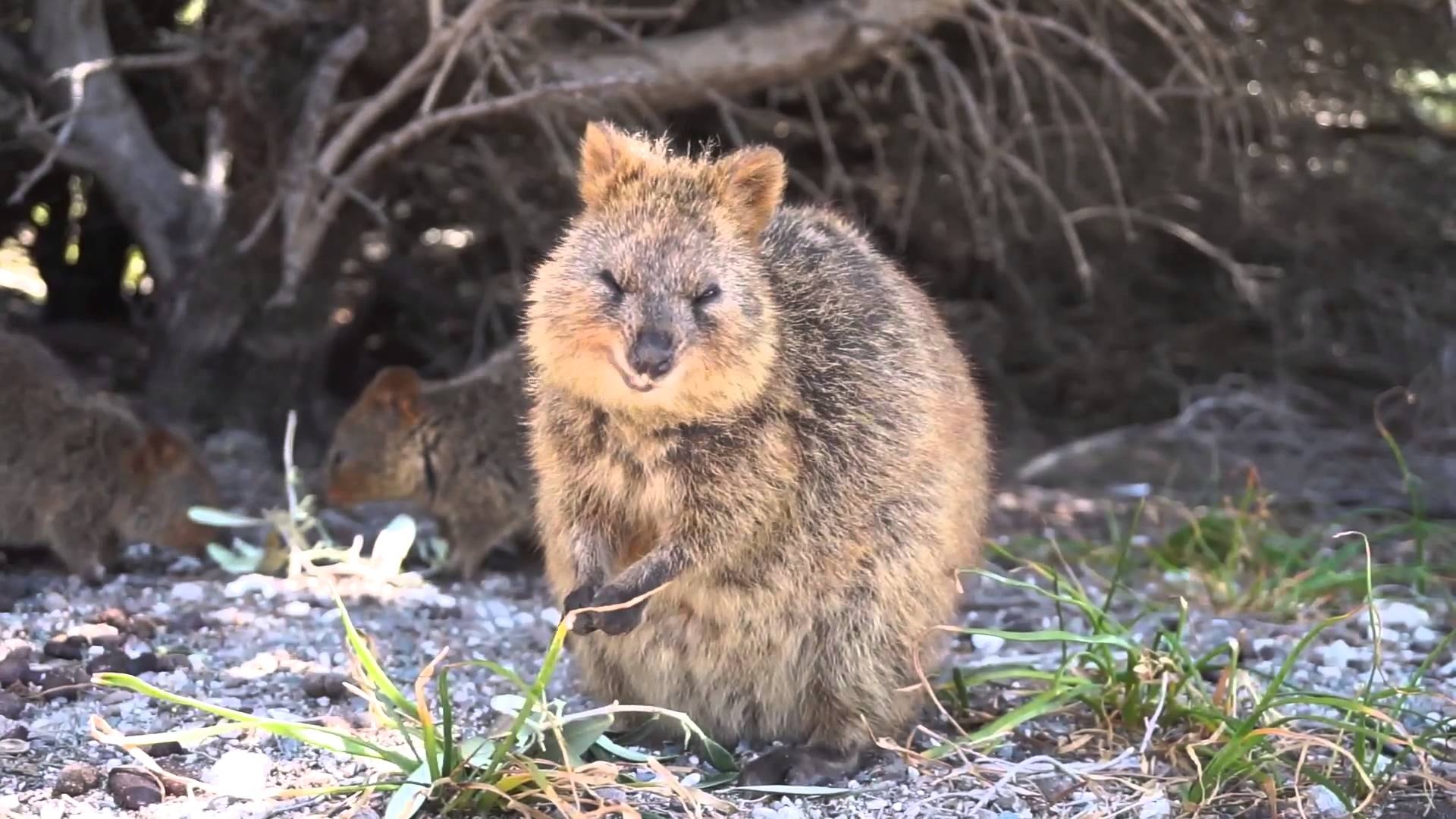 1920x1080 Quokka Wallpaper Part, Desktop