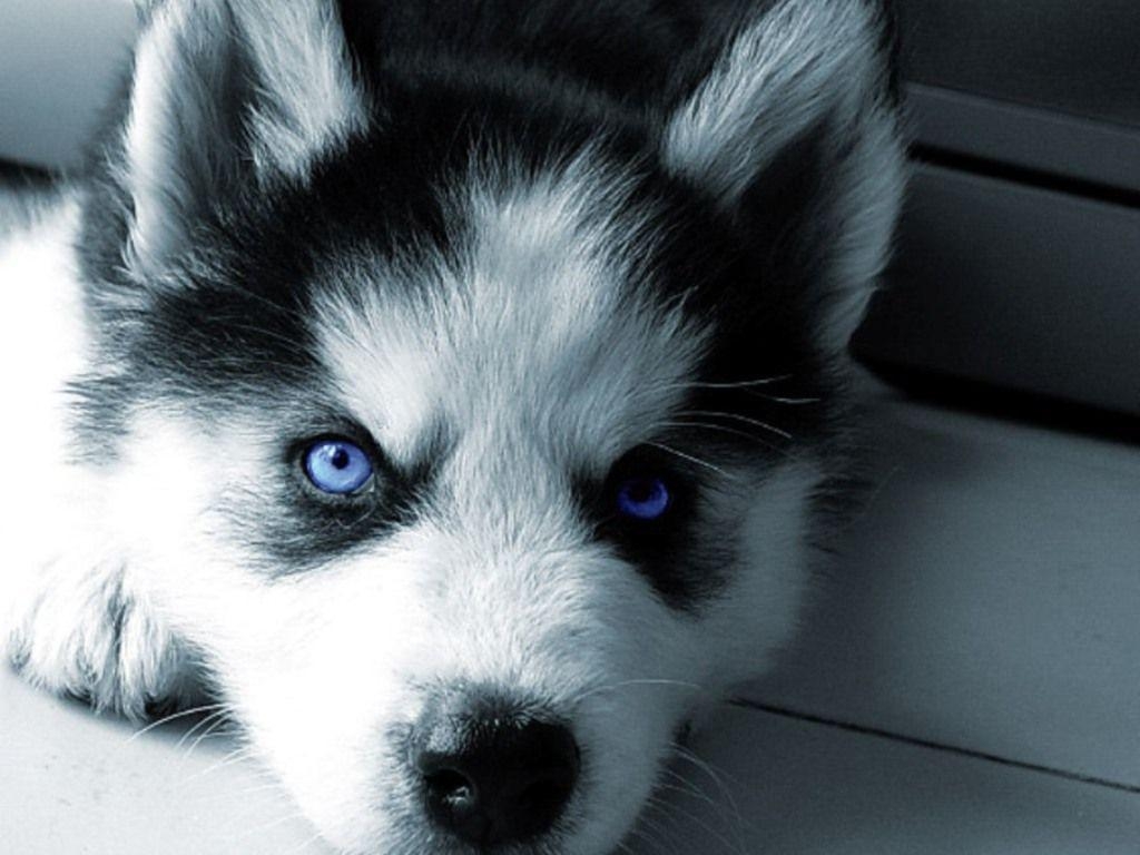 1030x770 husky wallpaper, Desktop