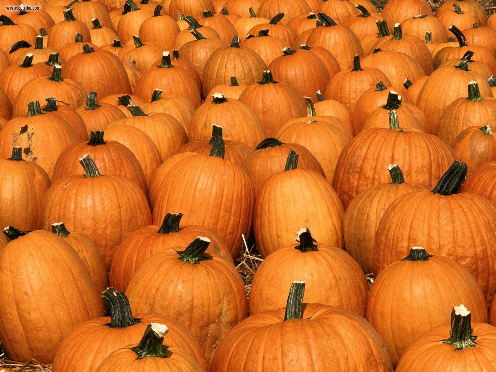 1600x1200 Pumpkin Wallpaper, Desktop