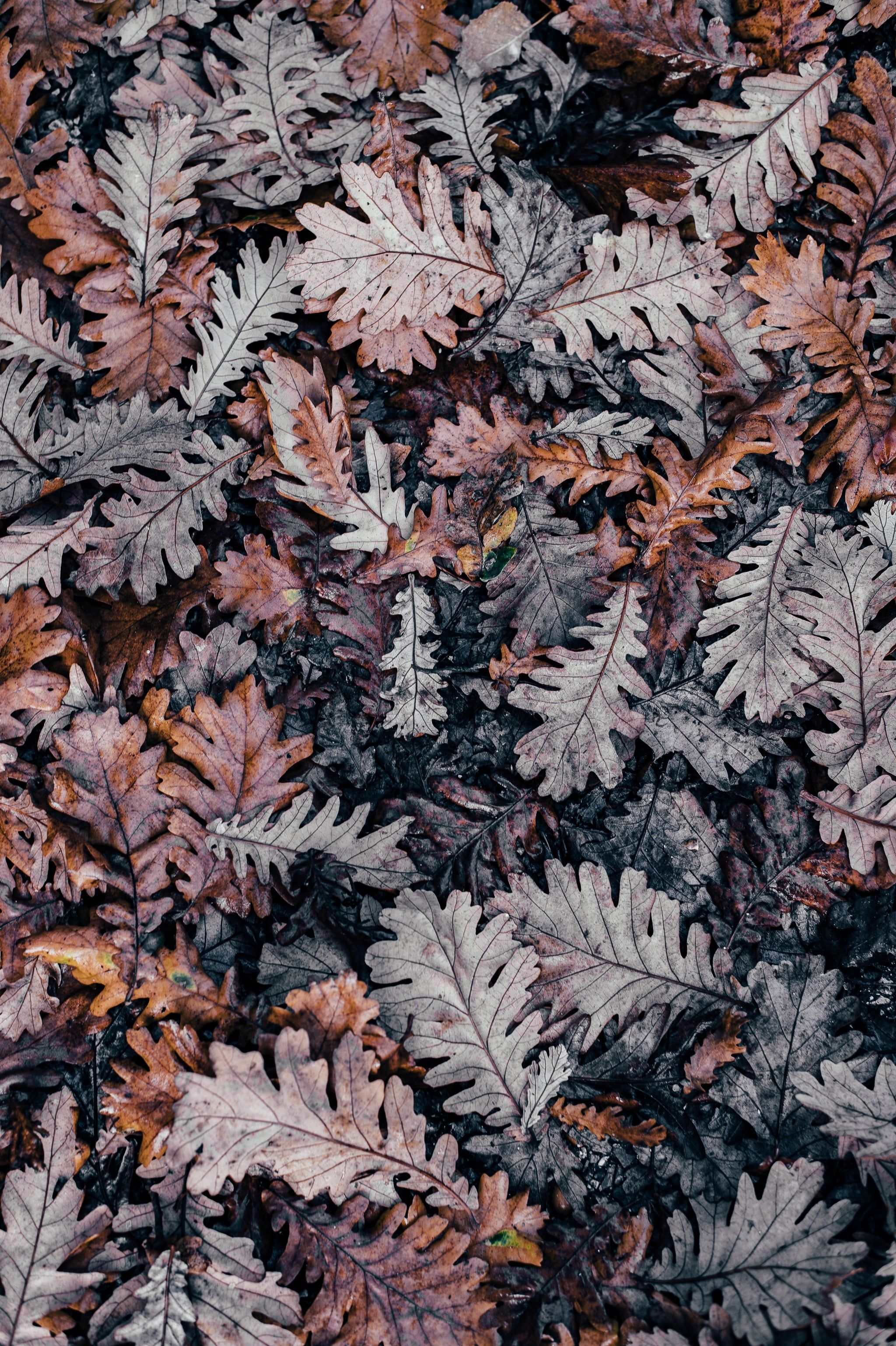 2050x3080 Best Fall Wallpaper For Your IPhone's Home Screen Aesthetic, Phone