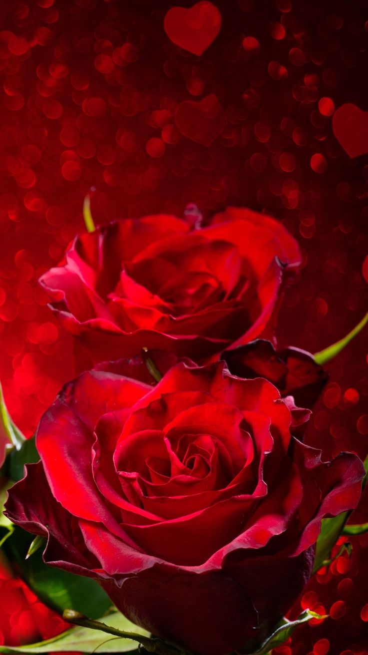 740x1310 Red roses wallpaper, Phone