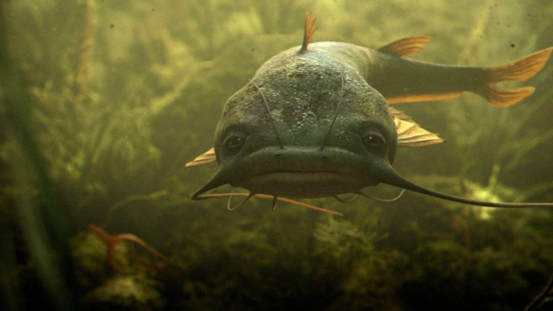 1920x1080 image For > Picture Of Catfish, Desktop