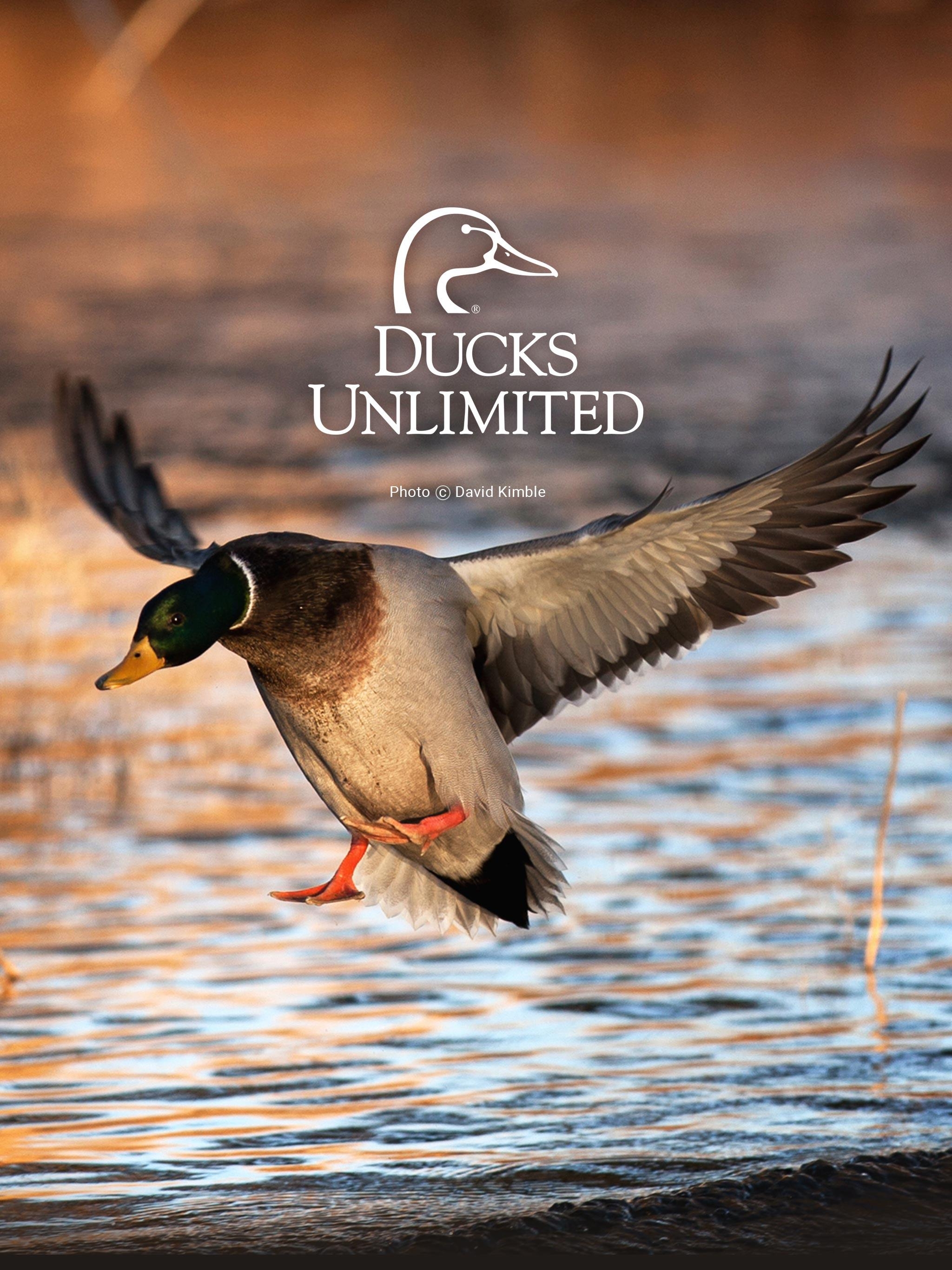 2050x2740 Ducks Unlimited Mobile Wallpaper, Phone