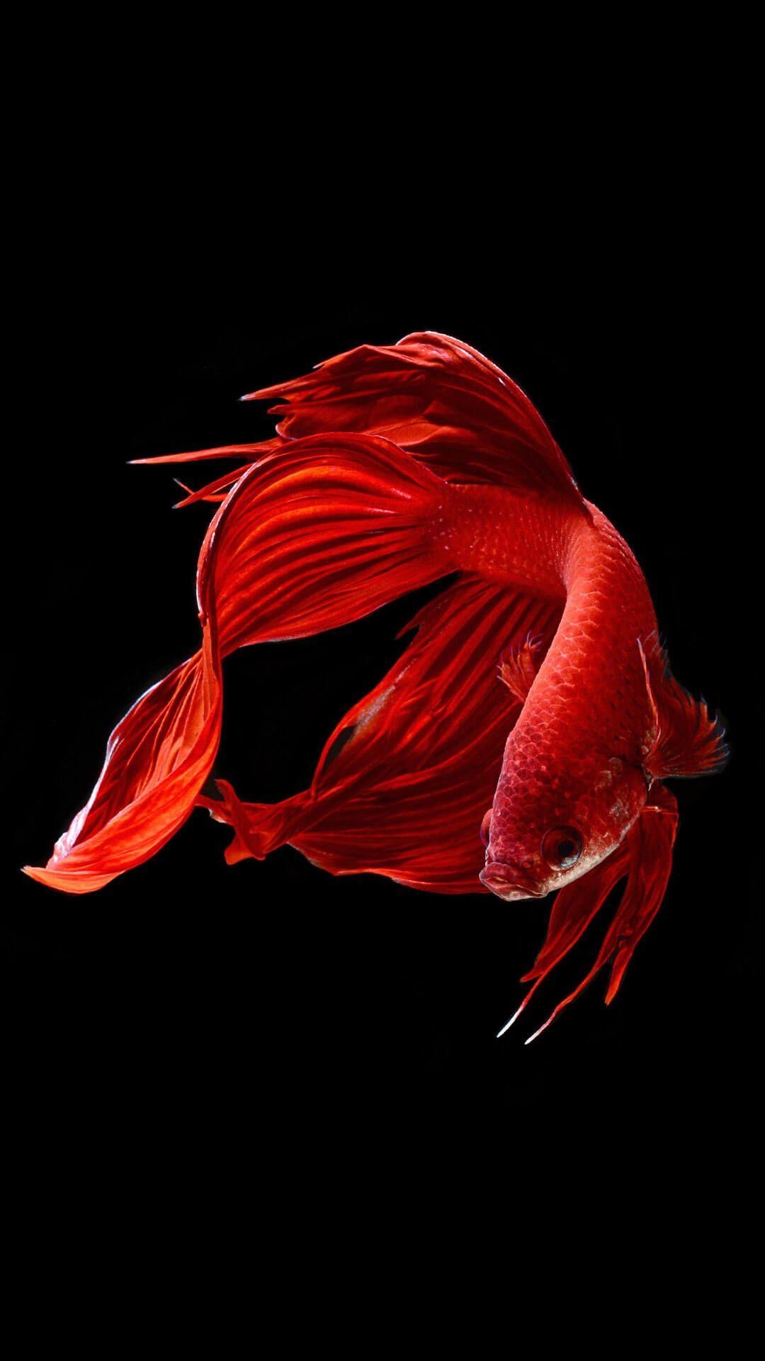 1080x1920 Betta Fish Wallpaper iOS 9 HD. Animal Wallpaper for iPhone, Phone