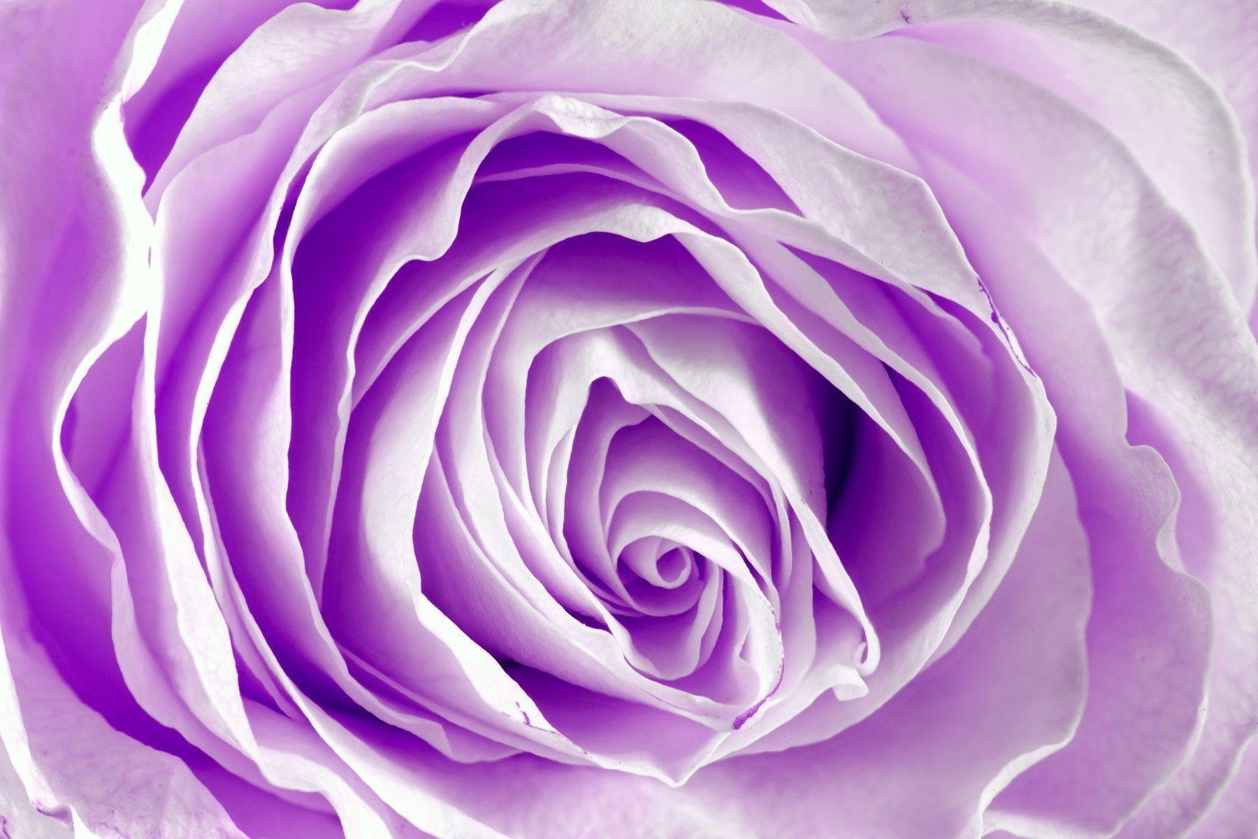 1800x1200 Light Purple Roses Background, Desktop