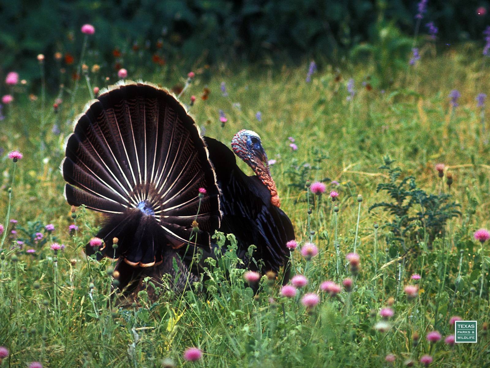 1600x1200 Wild Turkey Desktop Background, Desktop