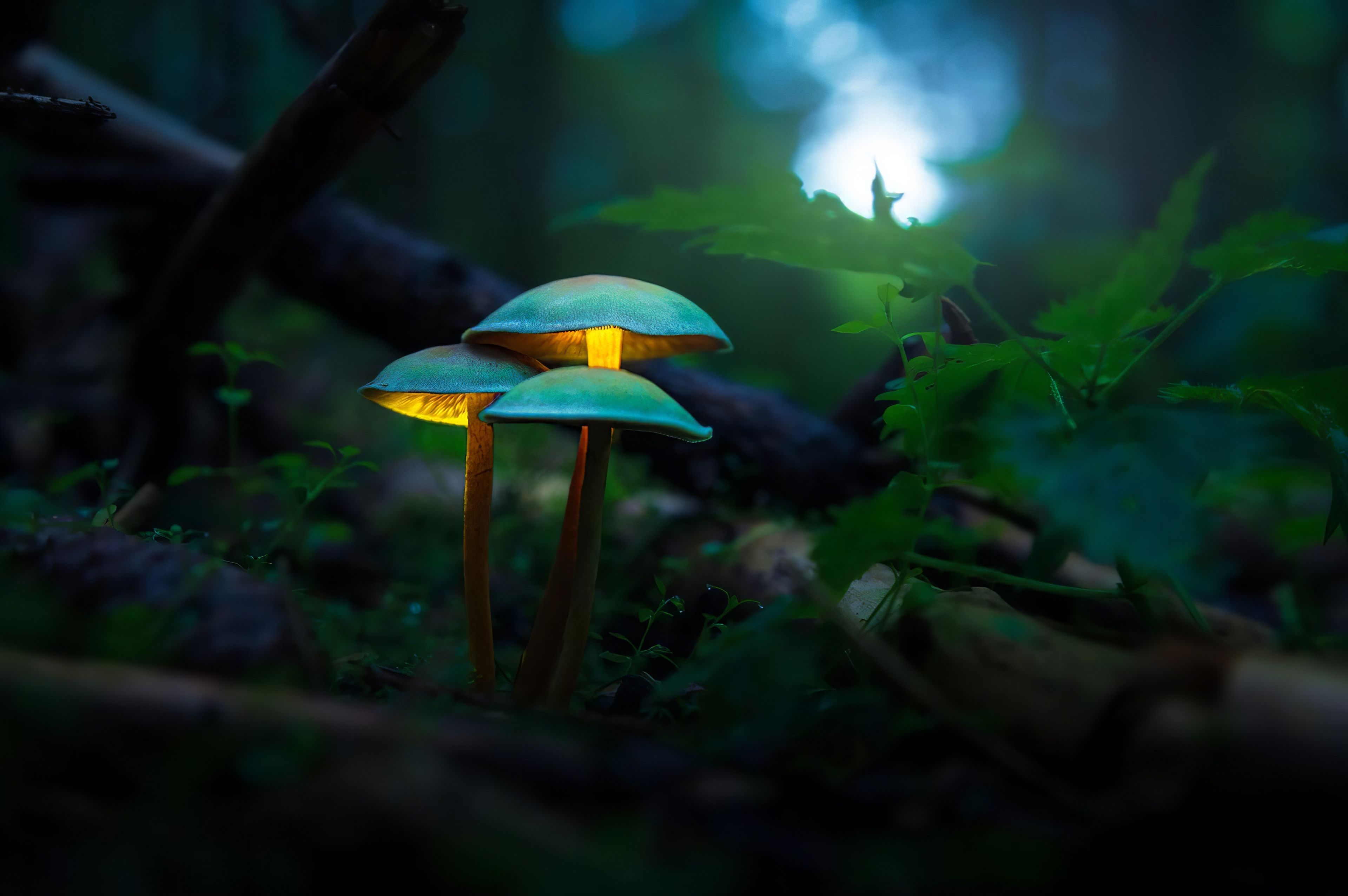 3840x2560 Mushroom Plants Glowing 4k, HD Artist, 4k Wallpaper, Image, Background, Photo and Picture, Desktop