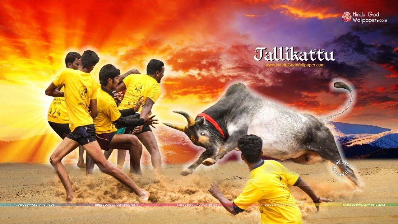 1280x720 jallikattu videos. amason. Video Movie, Desktop