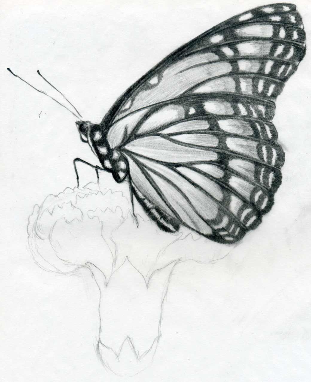 1040x1280 sketches.. drawing butterfly sketches wallpaper birds Sketches Wallpaper. Pencil drawings of flowers, Flower sketches, Flower sketch pencil, Phone